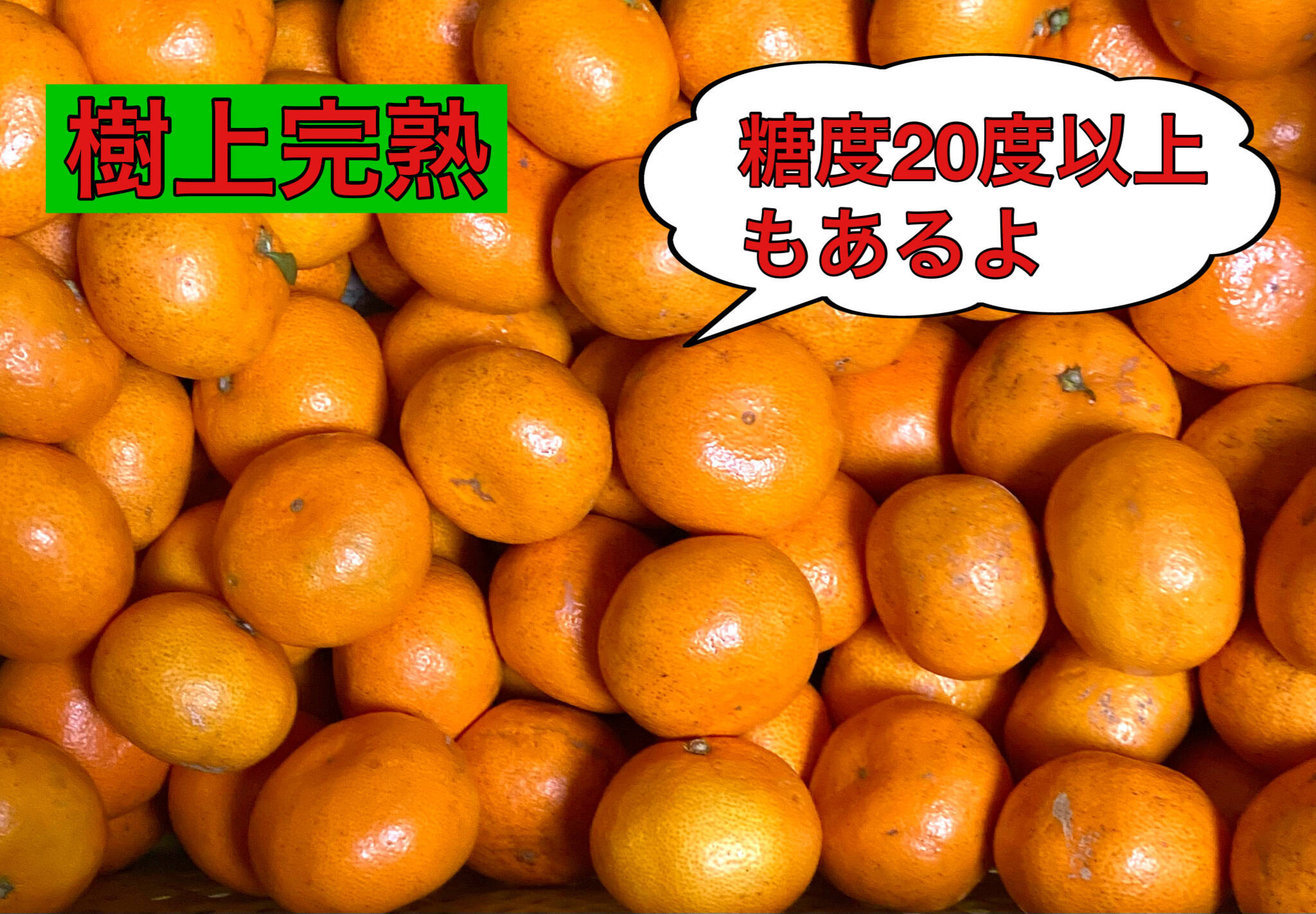 樹上完熟・濃厚・絶品】糖度16度以上『プレミアム興津早生みかん』 5kg