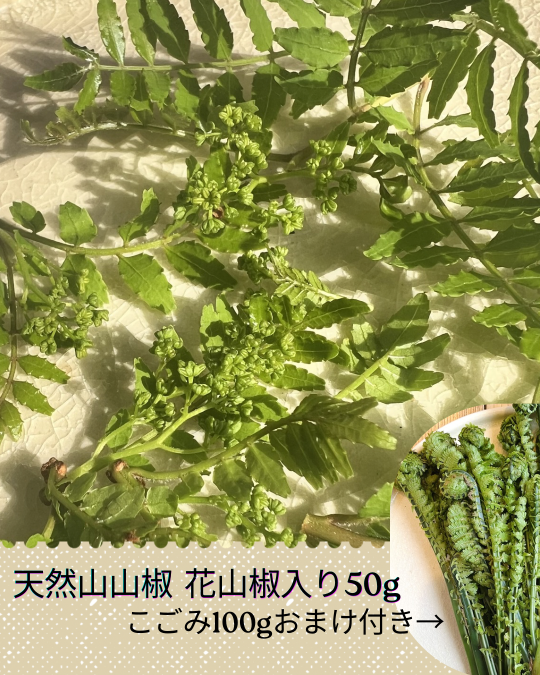 3921●A級晩生60gＢ級60g①送込　花山椒＋木の芽[20260417] 天然の木の芽（山椒の新芽）花山椒入り 50g 約500枚以上：福島県産の葉