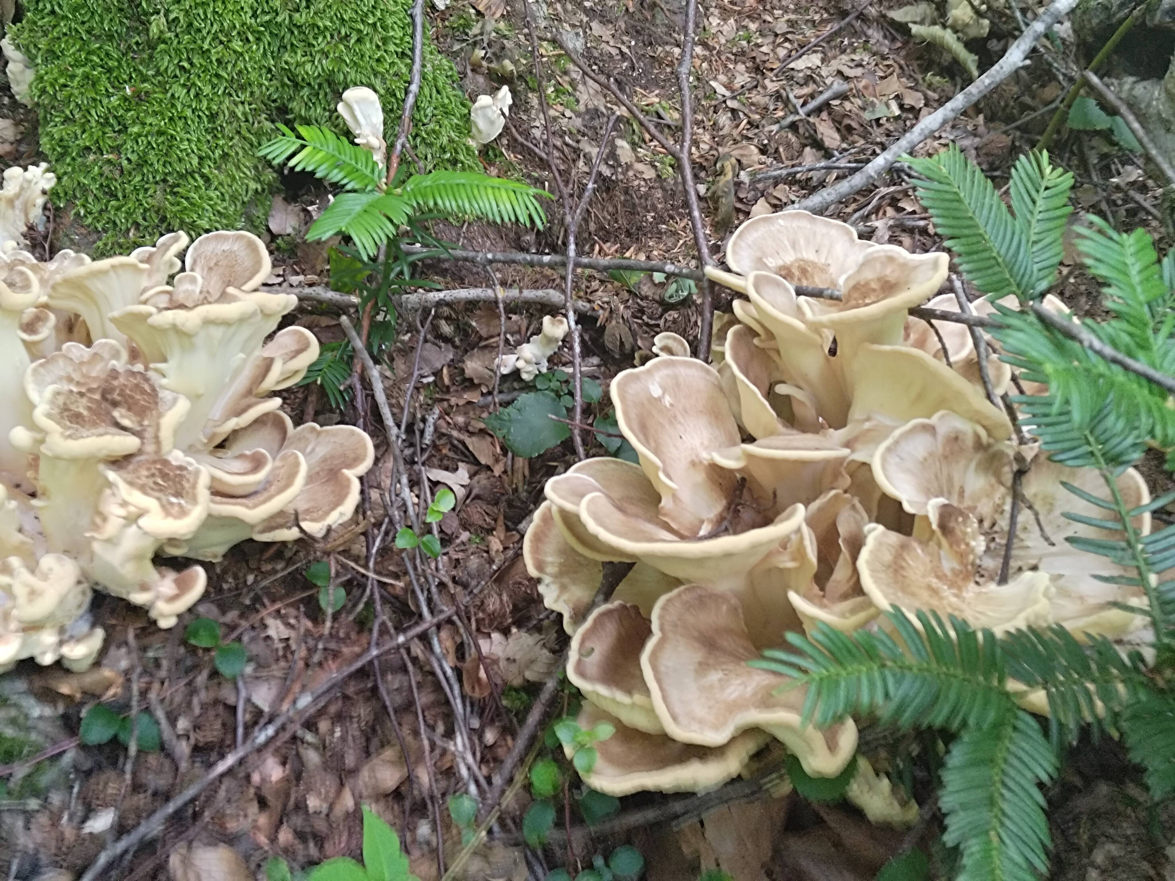 夏の天然茸】ブナ舞茸/トンビマイタケ/香りと肉厚食感/500g：鳥取県産 
