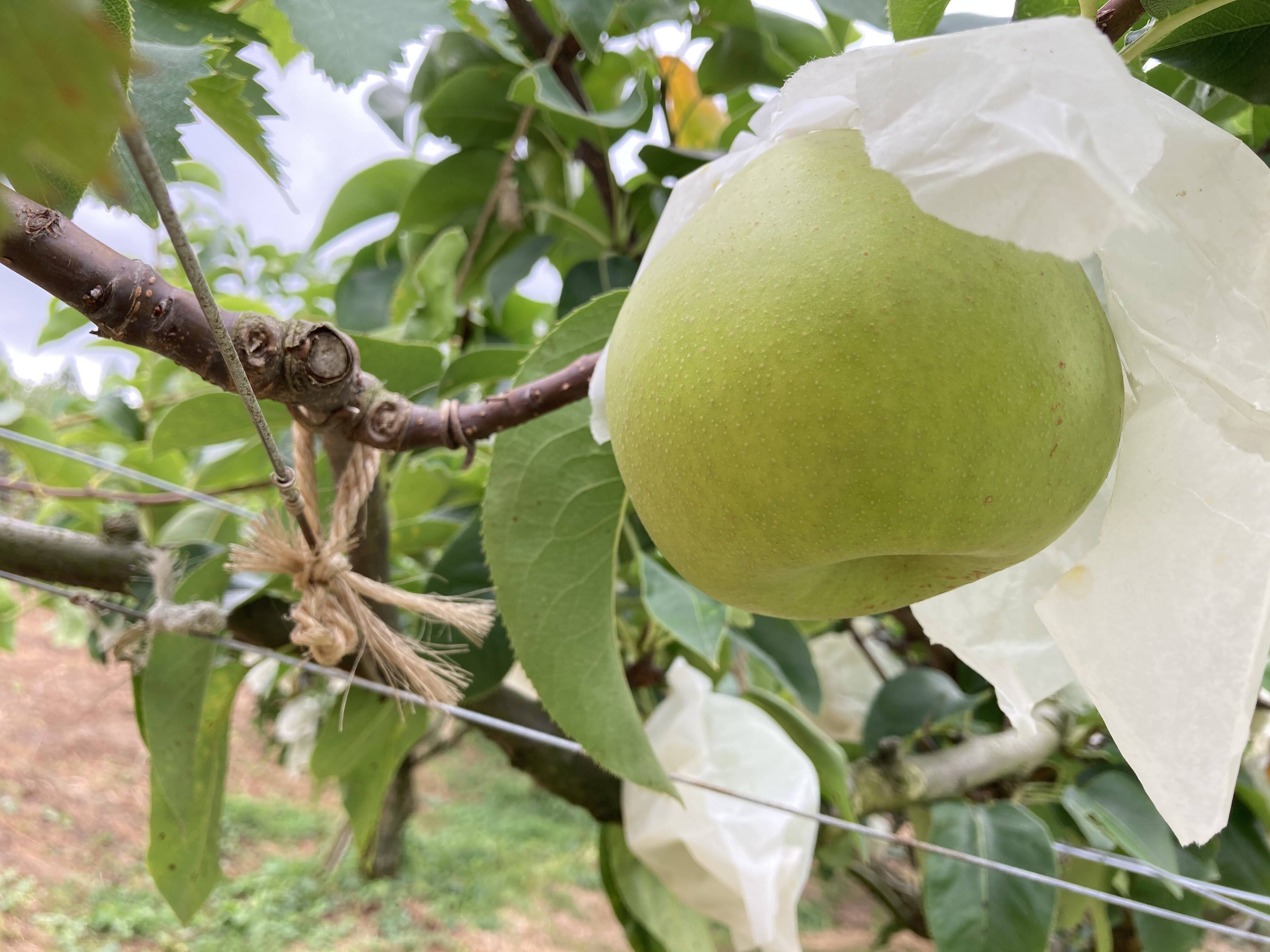 梨地花鳥蒔絵（なしじかちょうまきえ) 三段引き出し収納 梨地花鳥蒔絵