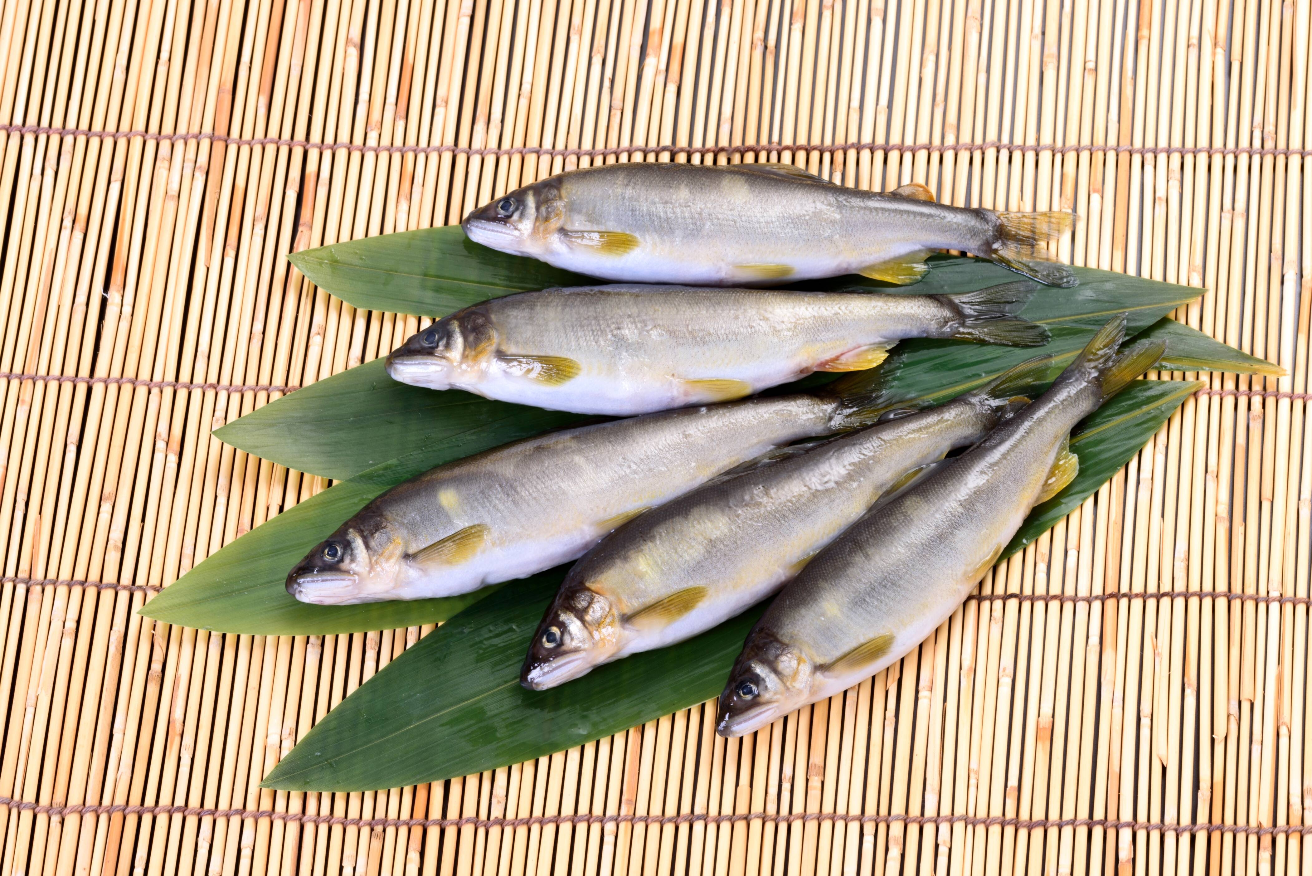 頭から丸かじり 長良乙女セット 5種類 岐阜県産 食べチョク 農家 漁師の産直ネット通販 旬の食材を生産者直送