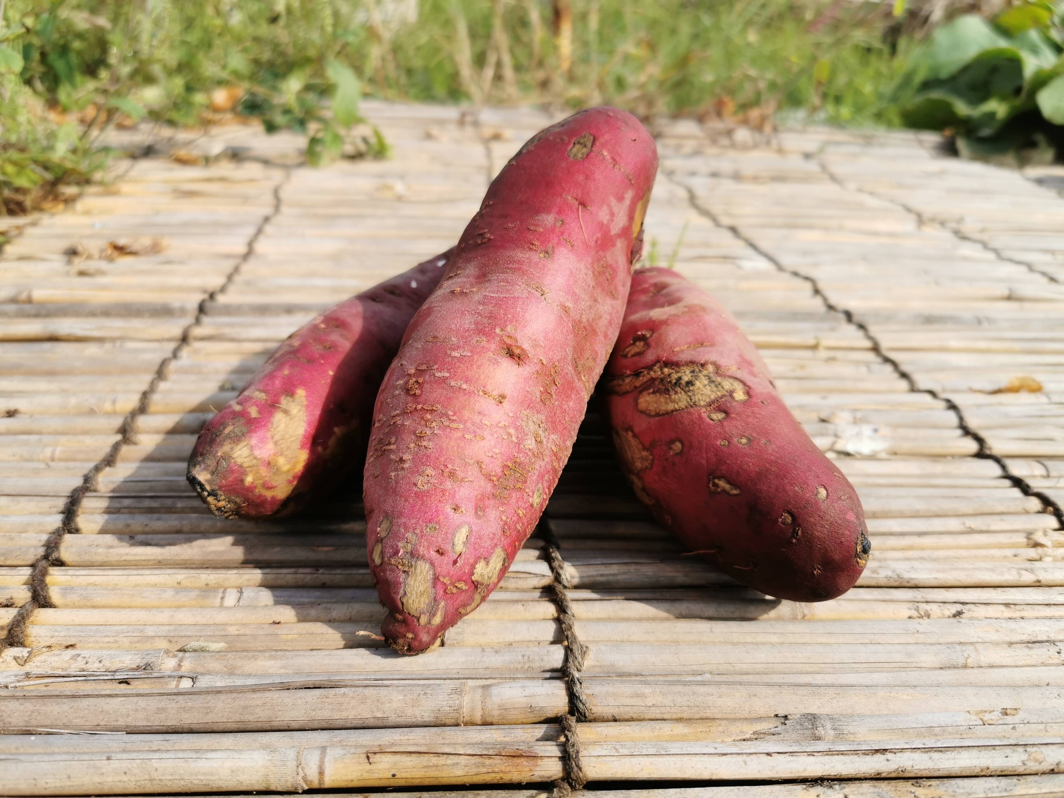 新物 赤らっきょう 5kg（箱込） - 野菜