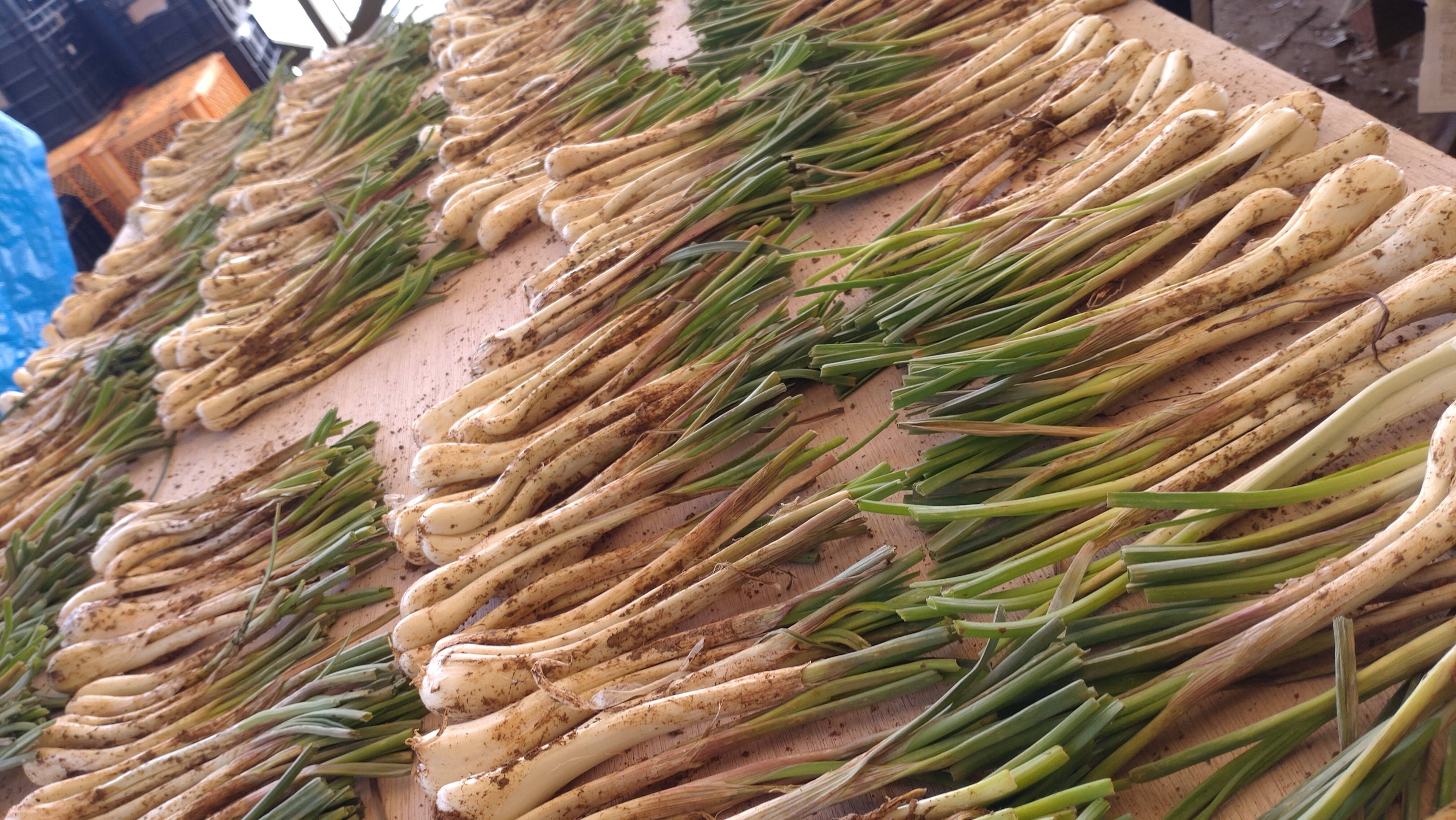 土付き 島ラッキョウ 2㎏：沖縄県産の島らっきょう｜食べチョク｜産地