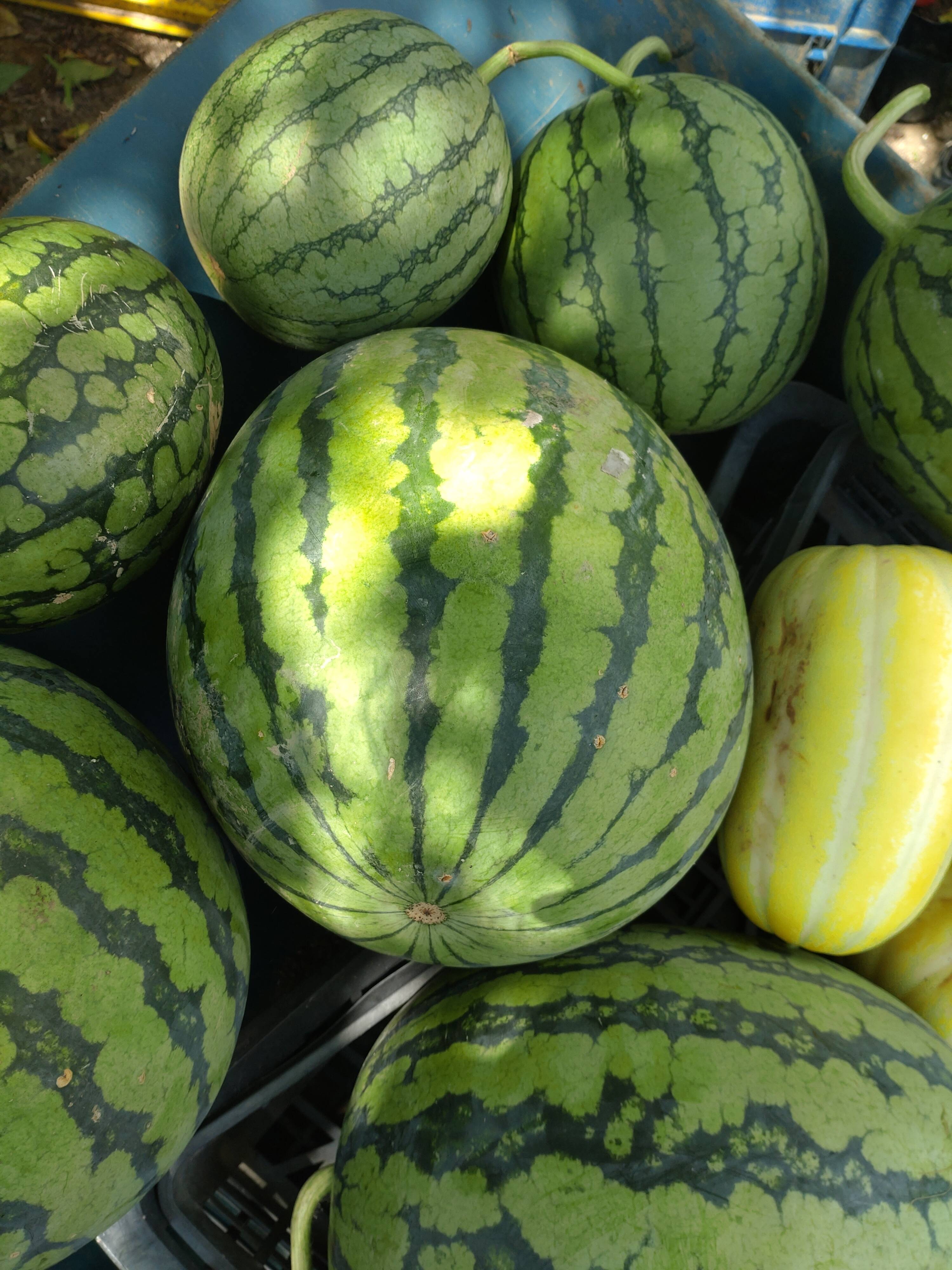 単品🏣ゆうパック】☆訳アリ☆※2玉セット※スイカ🍉1キロ〜2