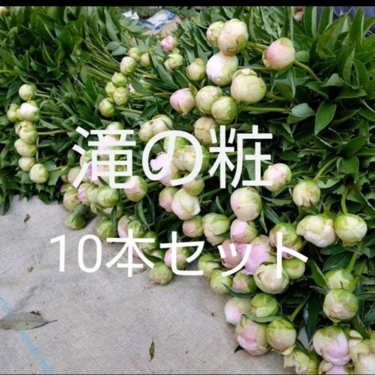 日付指定不可】 農家直送！芍薬(シャクヤク）滝の粧 10本セット
