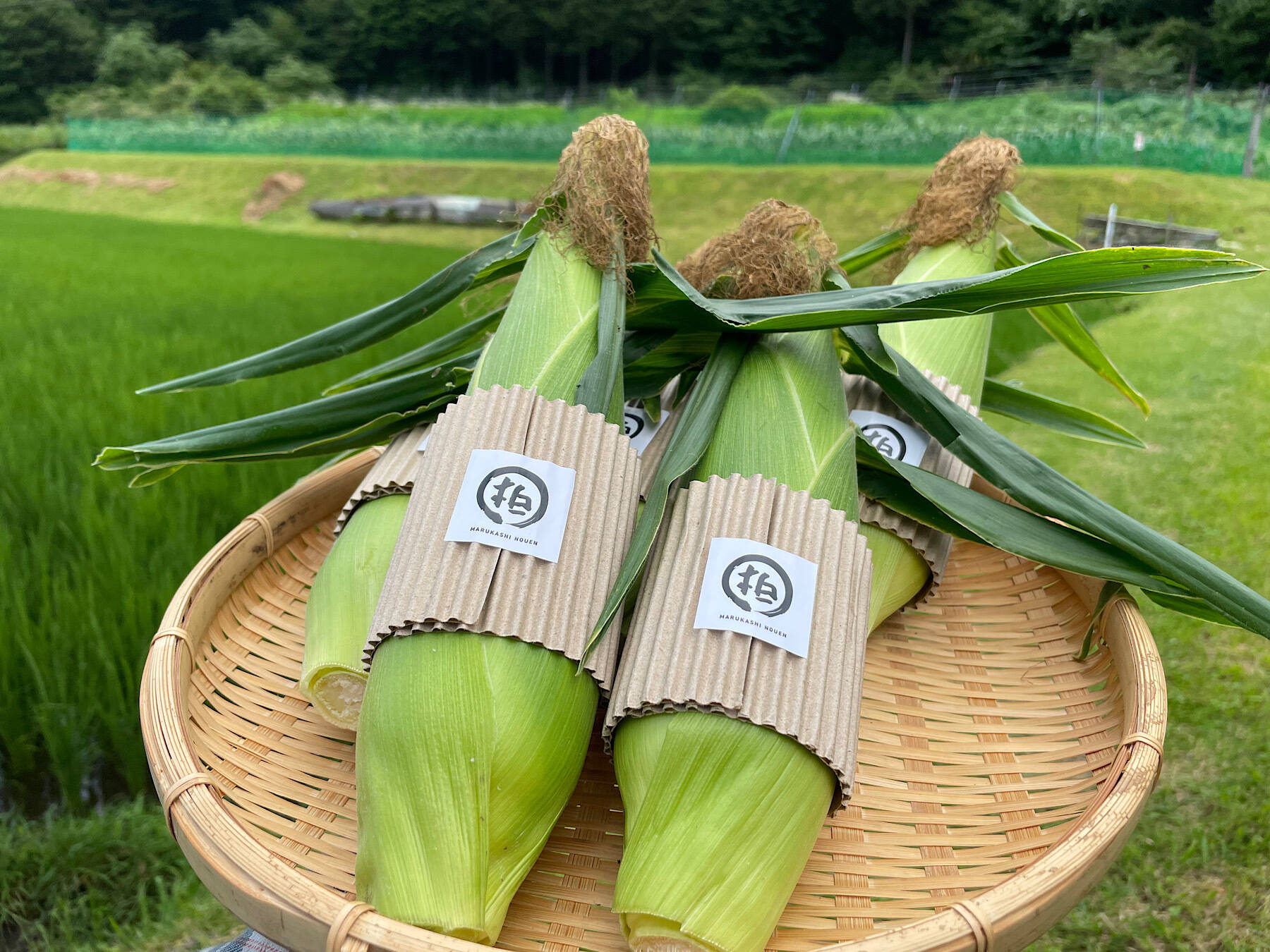 完熟しました！濃厚な甘み！山育ちのトウモロコシ6本：長野県産の