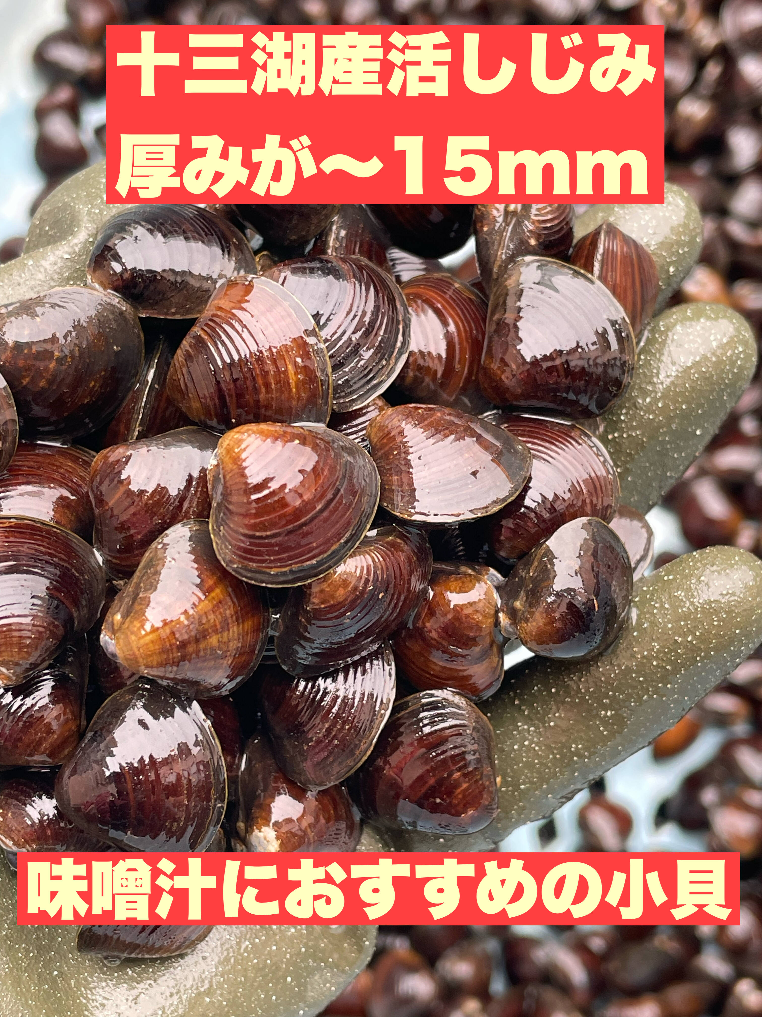 活しじみ小3kg (厚みが15mm以下)味噌汁におすすめ！知る人ぞ知る十三湖