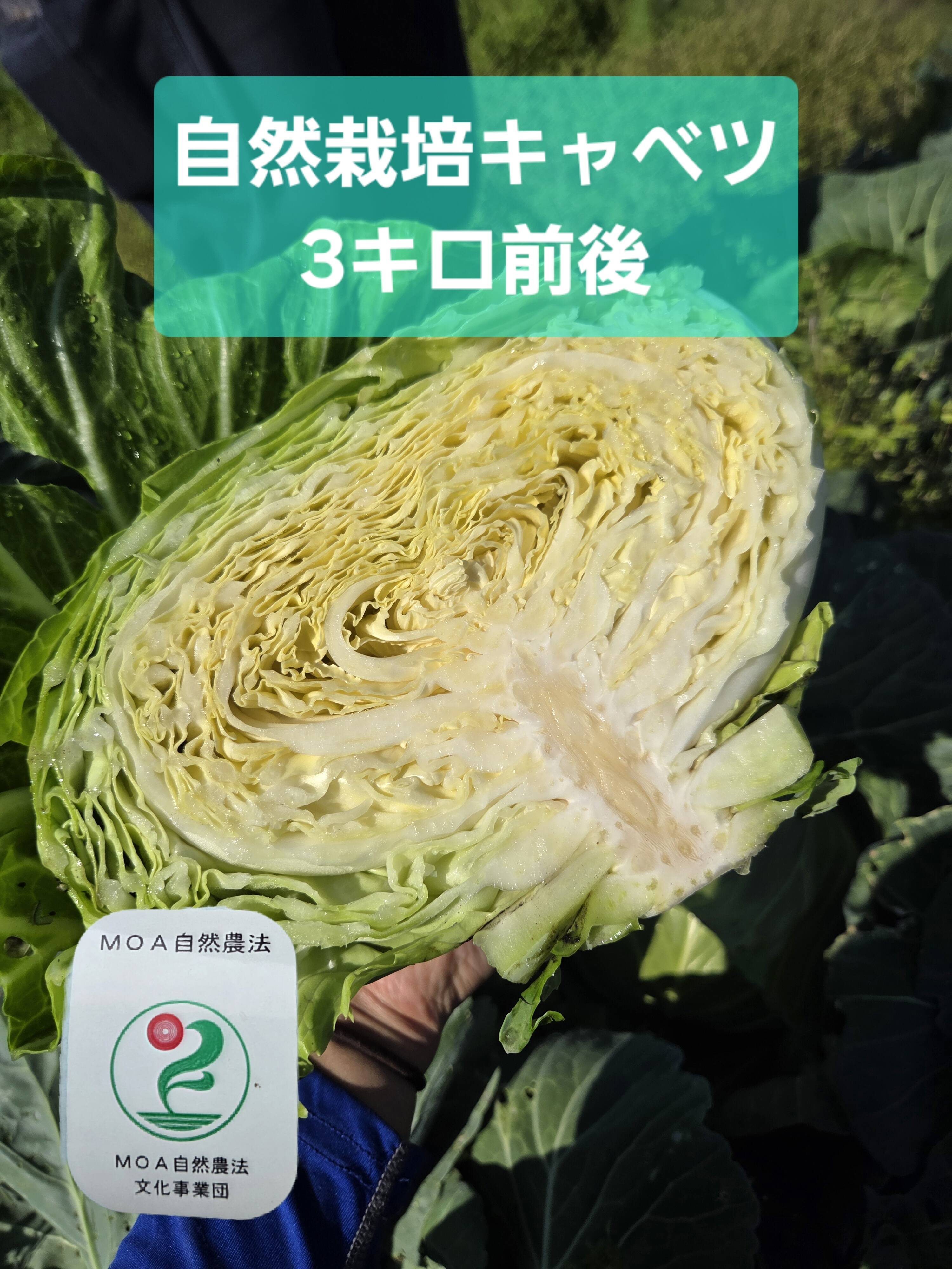 この値段今だけ！自然栽培キャベツ 3キロ：青森県産の野菜｜食べチョク
