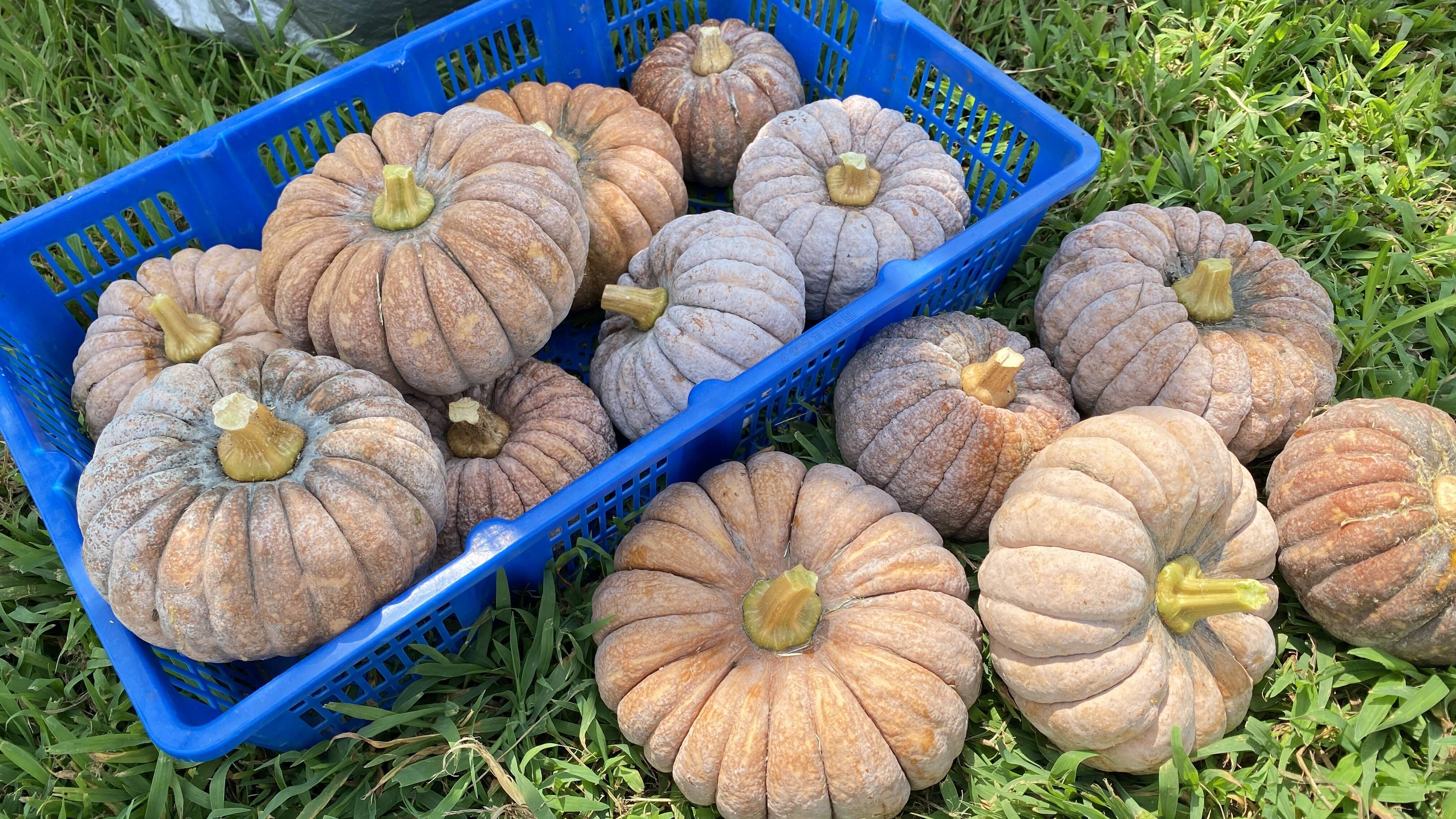 かぼちゃ  今期最終【自然栽培🍀在来種🎃秋田早生菊かぼちゃ1個・約1Kg】ほっ