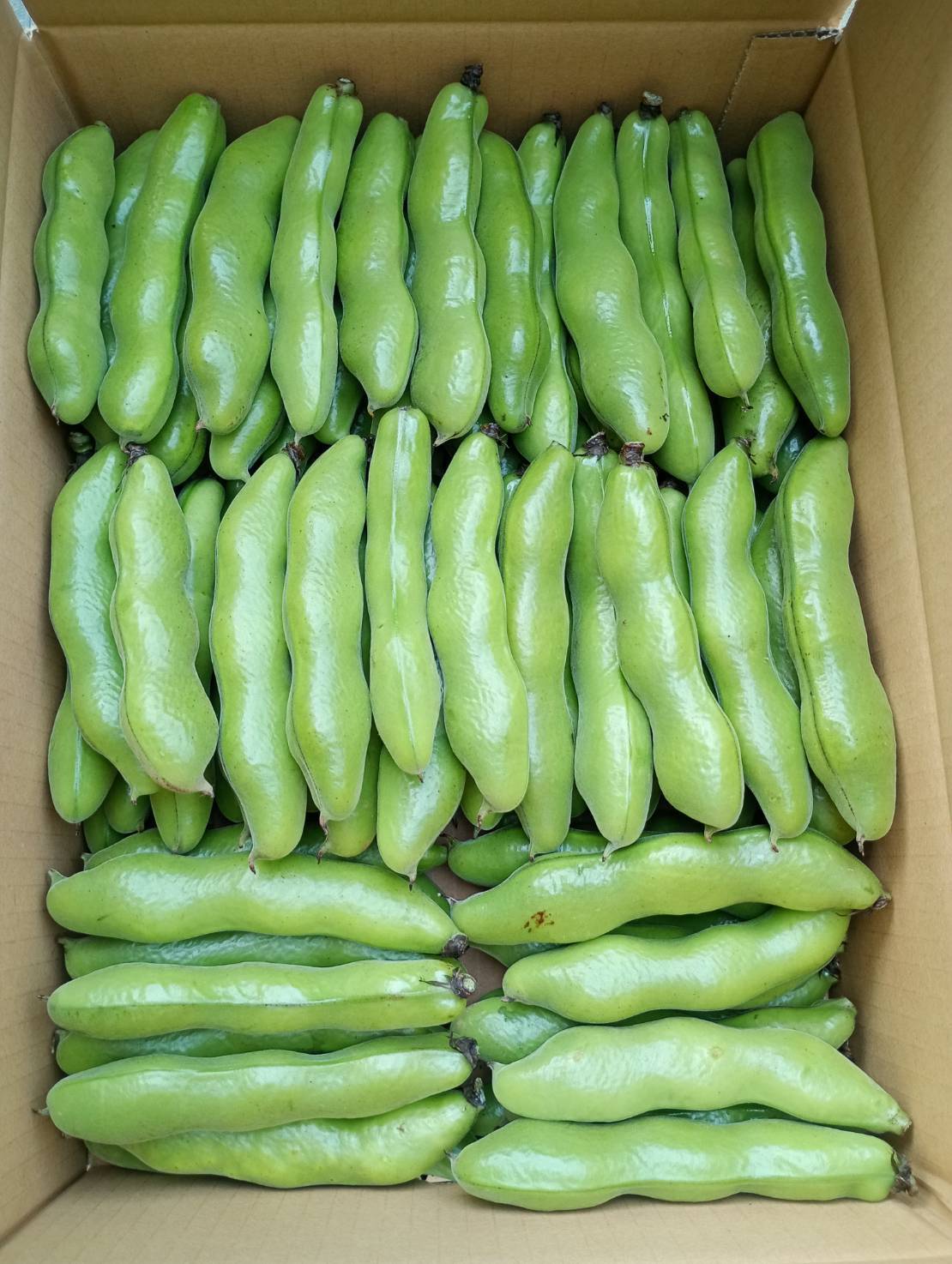 茨城県産 ソラマメ 三粒鞘 約4kg 鞘付 朝収穫して当日発送:茨城県産の一寸そら豆|食べチョク|産地直送(産直)お取り寄せ通販 - 農家 ...