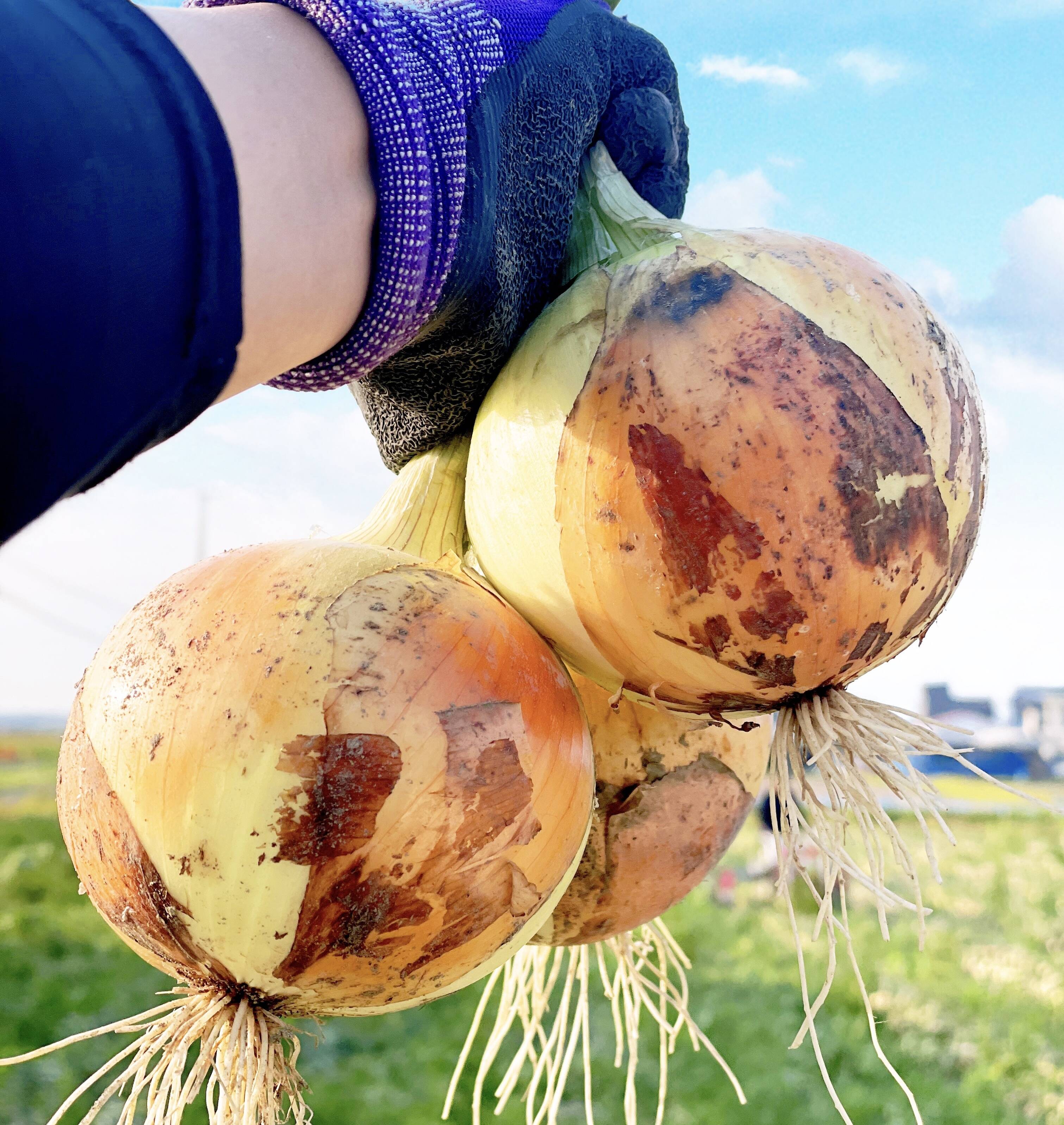 お試し』お待たせしました／ 淡路島スイートオニオン 淡路島産玉ねぎ 2.5ｋｇ：兵庫県産の玉ねぎ｜食べチョク｜産地直送(産直)お取り寄せ通販 -  農家・漁師から旬の食材を直送