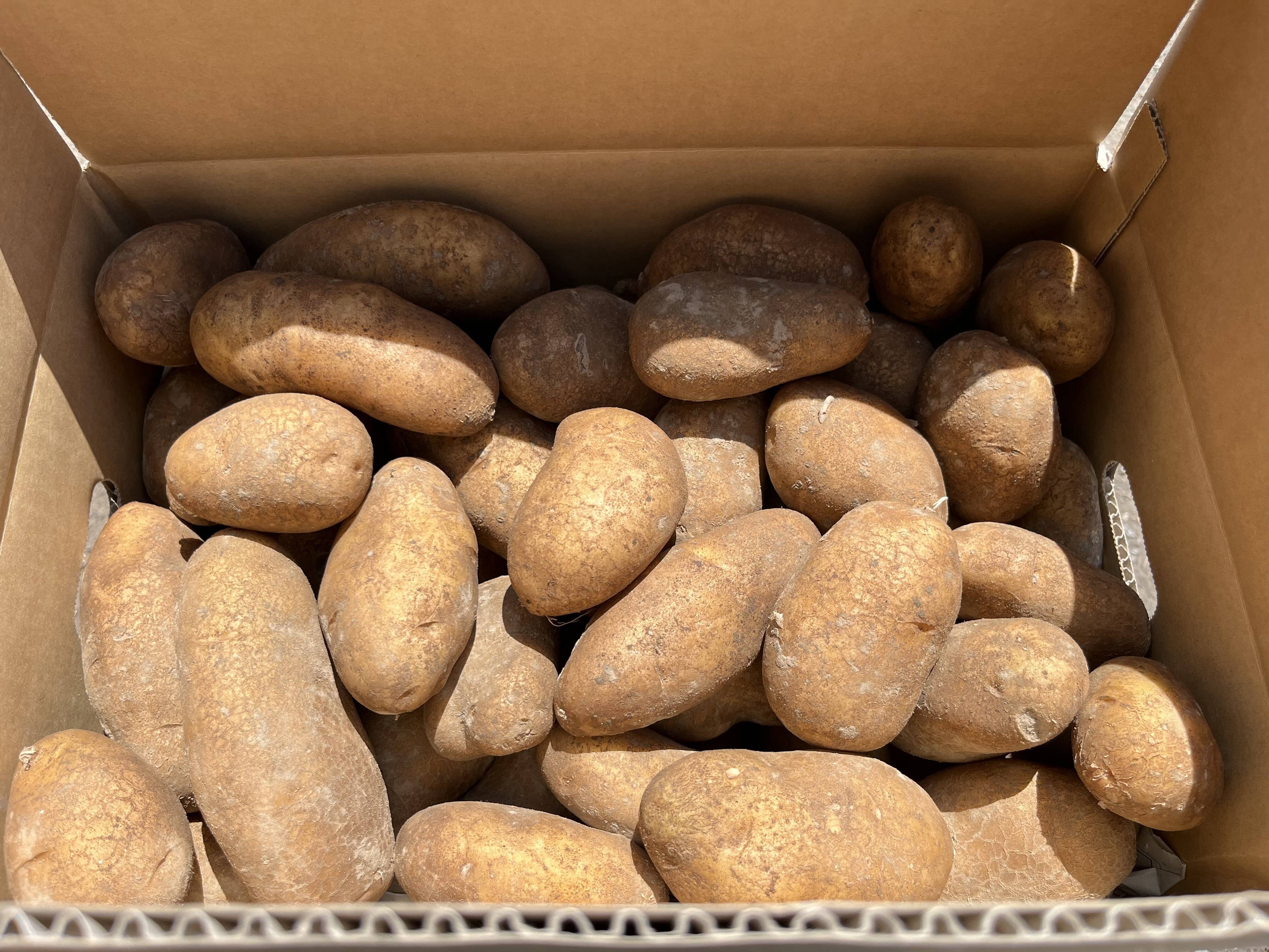 みんなに食されて40年 雪夏稚(せっかち)くんのじゃがいも 10kg：北海道 
