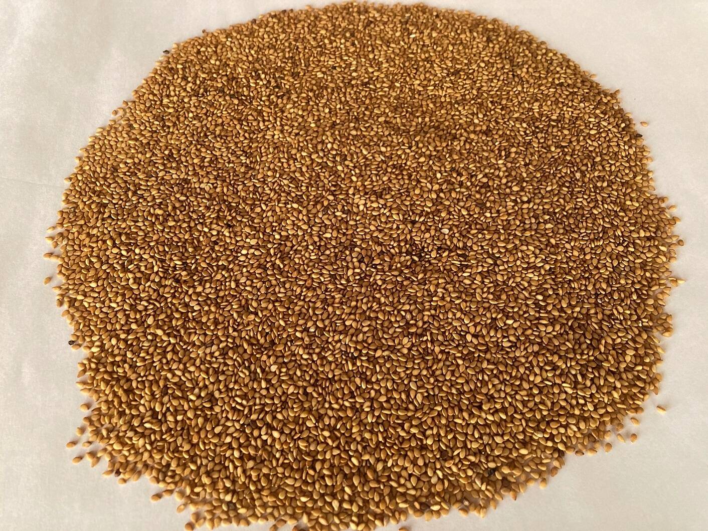 金ごま】（生・洗いごま・未焙煎）100g×2p 農薬不使用・化学肥料不使用