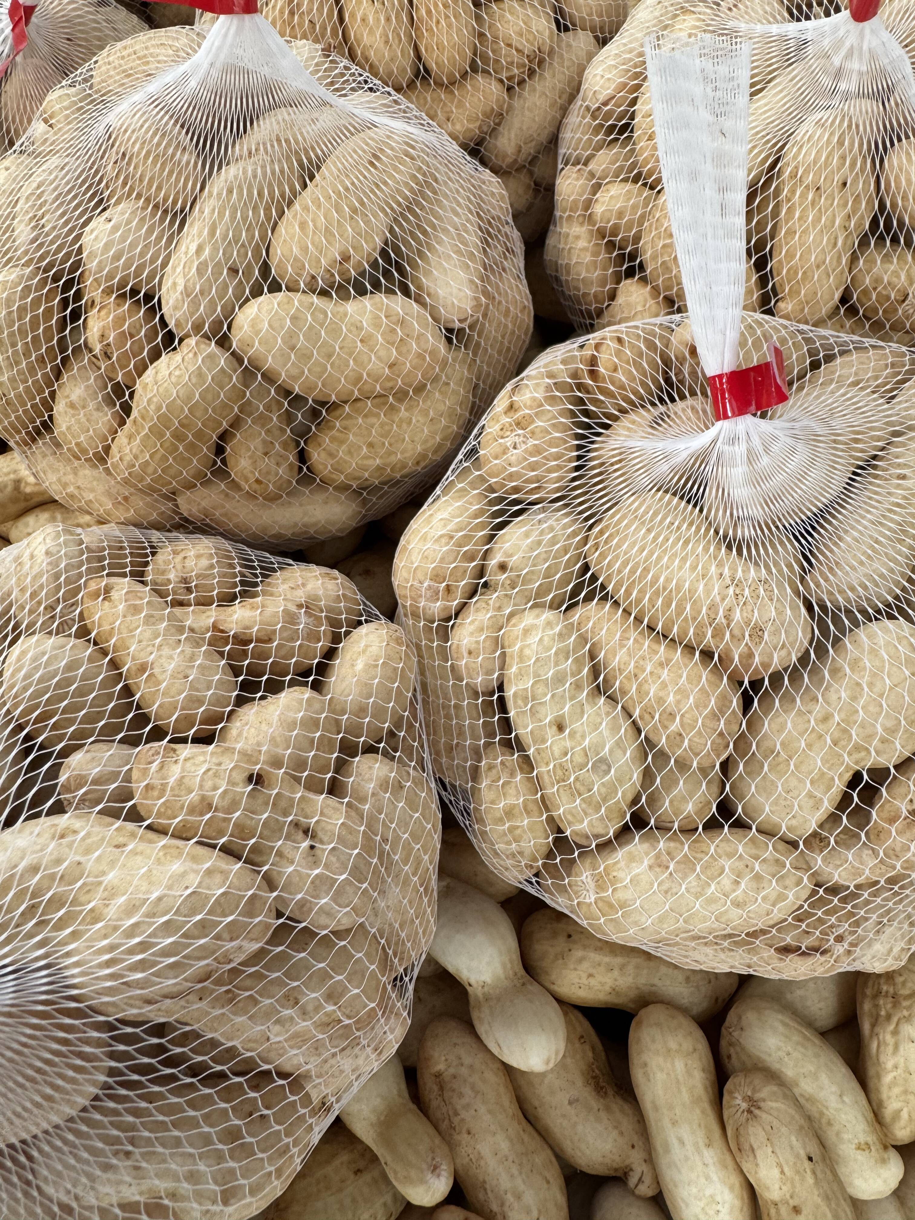 ゆでたらおいしい”生“落花生】八街産洗いたて”おおまさり“【2kg