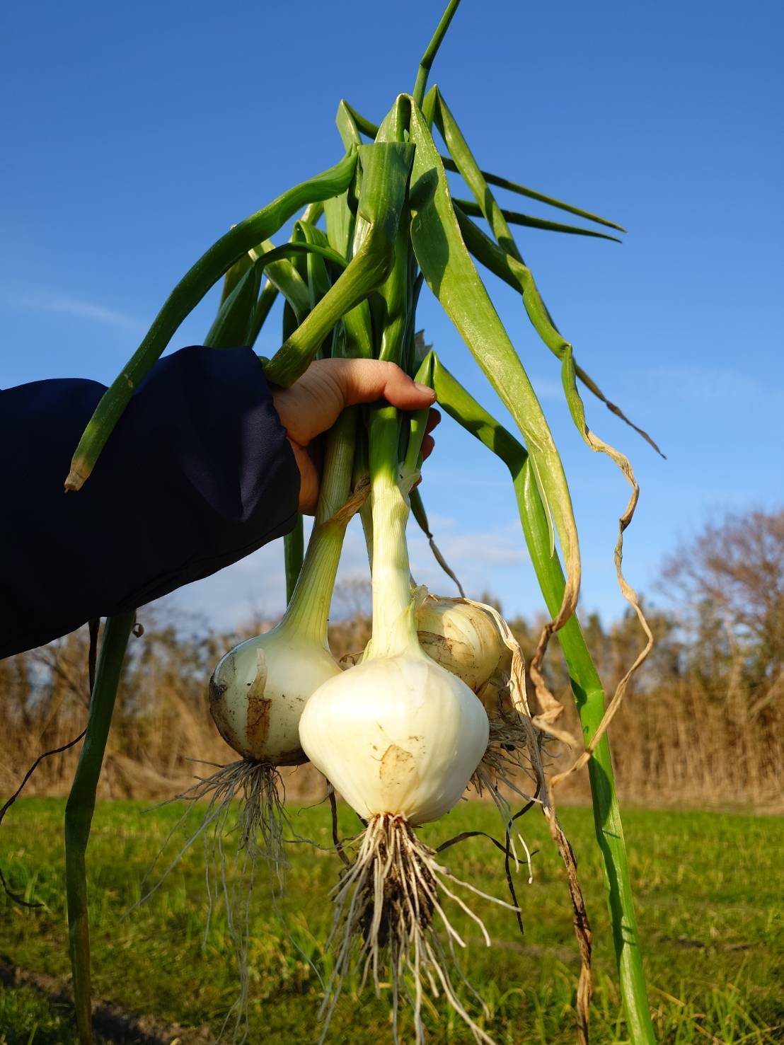 九条ネギ長ネギ農薬不使用除草剤無し - 野菜