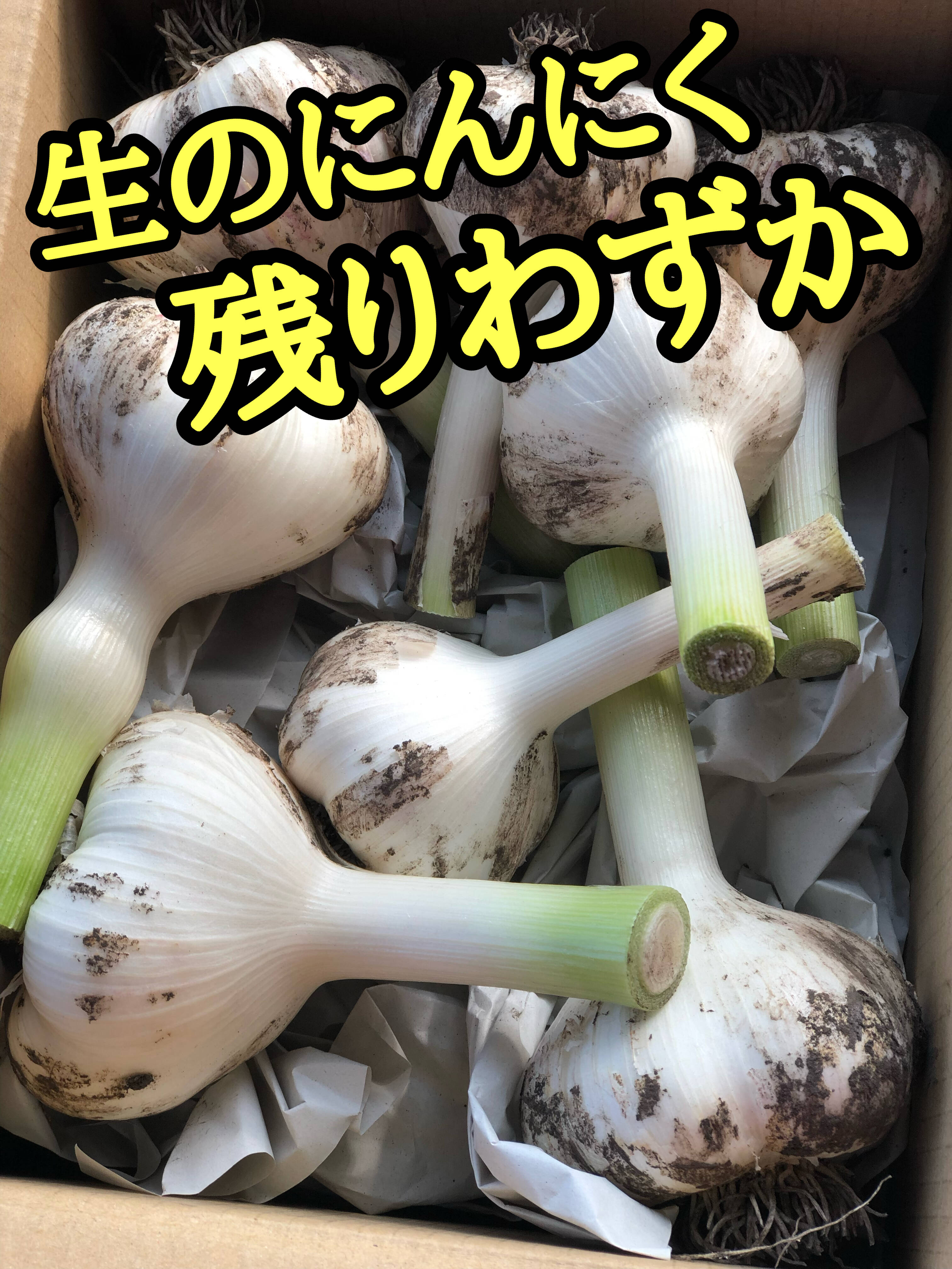 新にんにく　とれたよー 残りわずか❗️生のにんにく食べてみたい方はお早めに❗️｜食べ