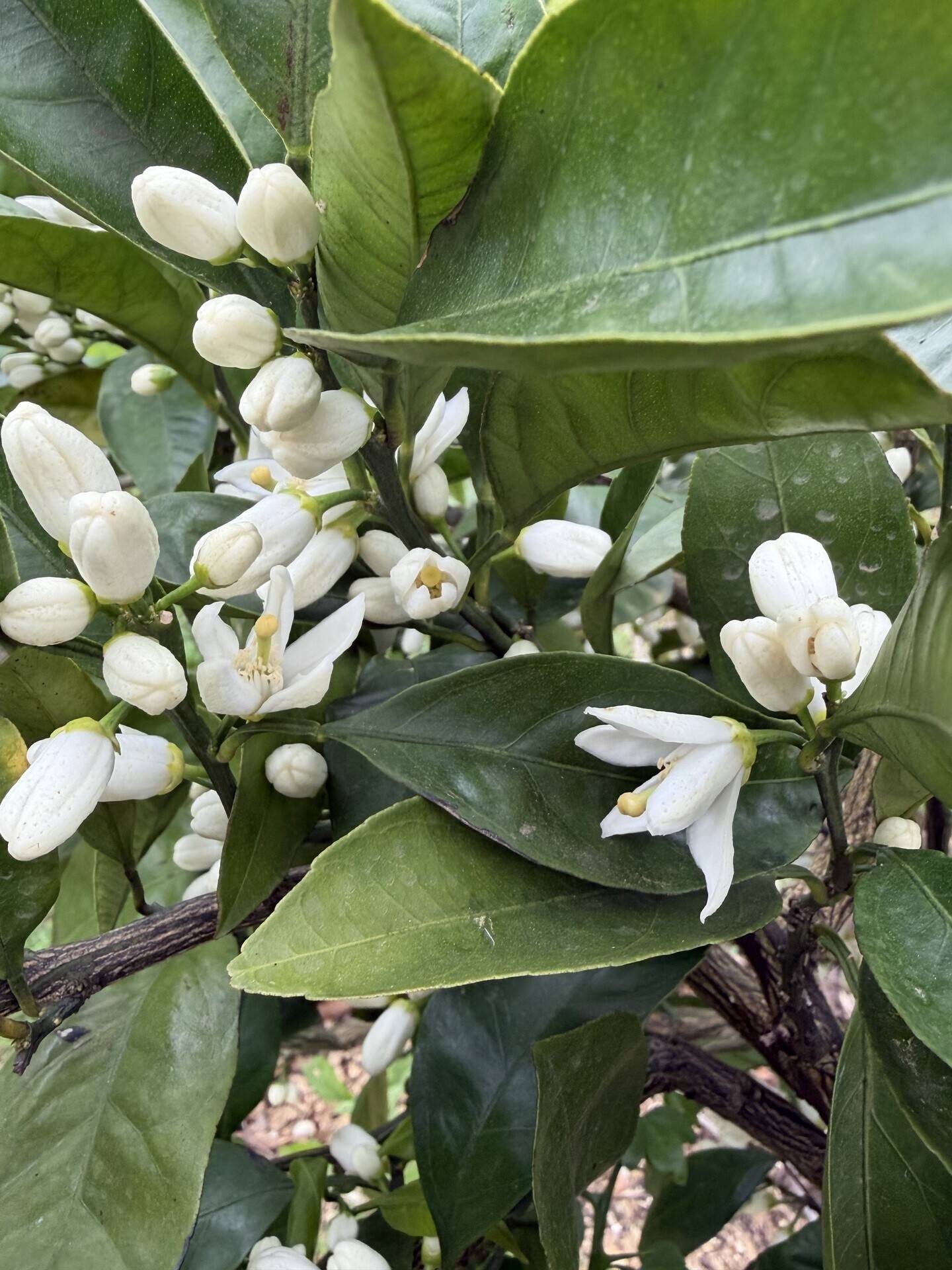 初夏の便り】みかんの花が咲き始めました｜食べチョク｜産地直送(産直