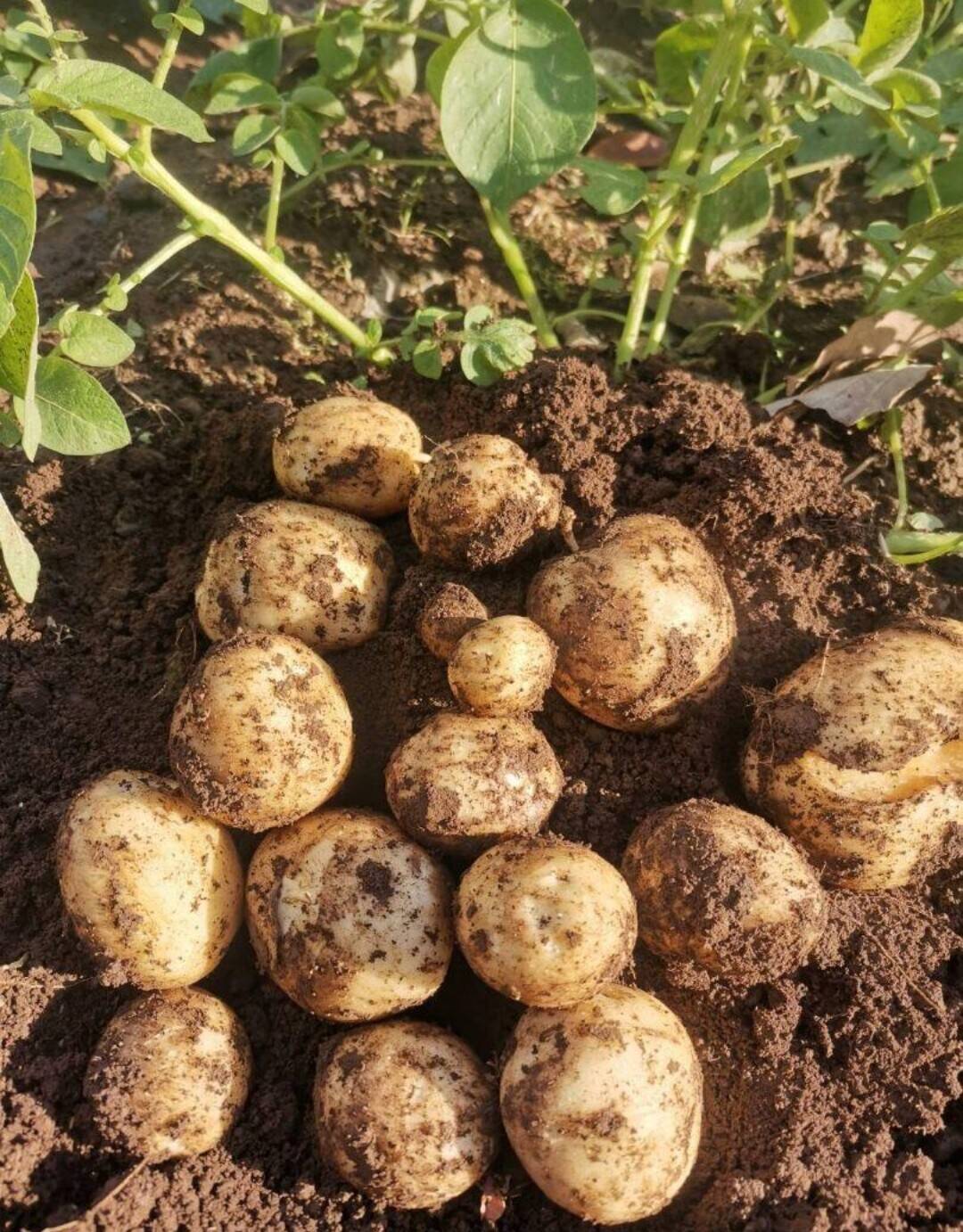 五島直送！潮風と火山灰土が育てた旨味抜群デジマ♪4kg：長崎県