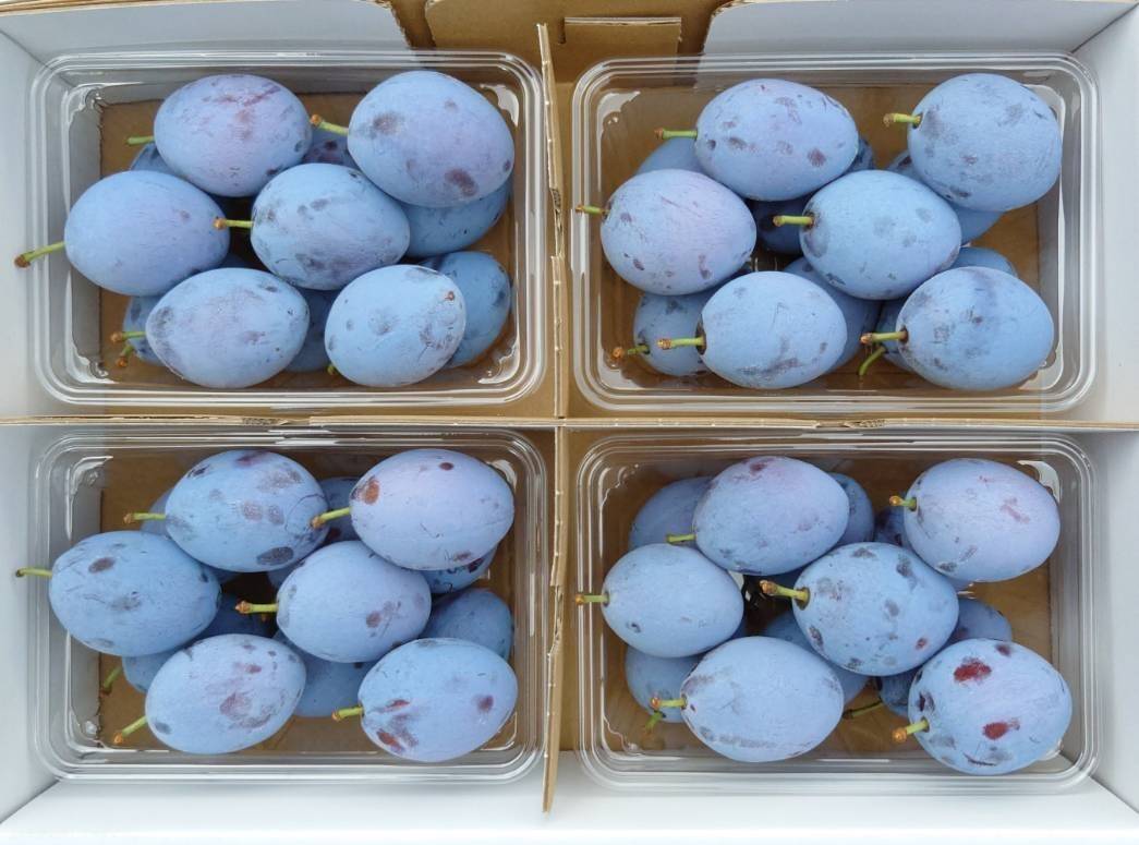 生が美味しい！採れたて完熟サンプルーン(1.6kg)400g×4パック：長野県