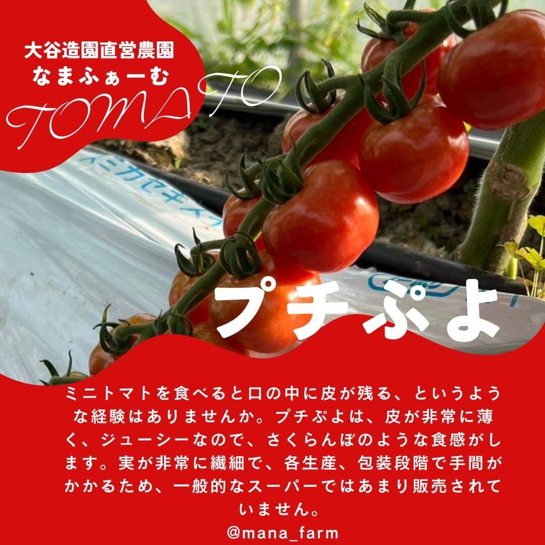 【夏ギフト・お中元】赤い宝石のような　赤色プチぷよ（ミニトマト）特選　170g×6p