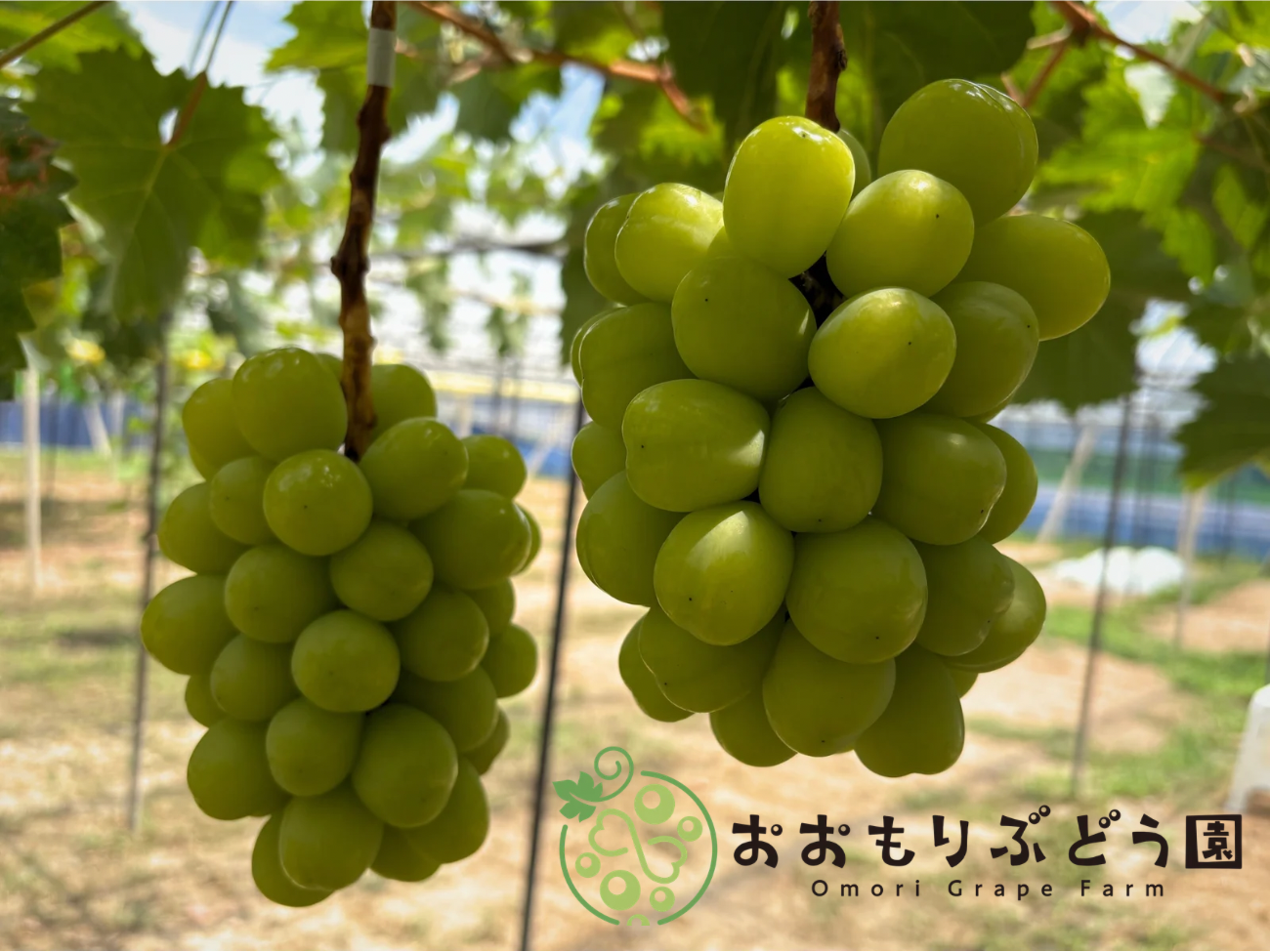 7月下旬収穫】【赤ちゃんシャイン】1kg 岡山県産シャインマスカット