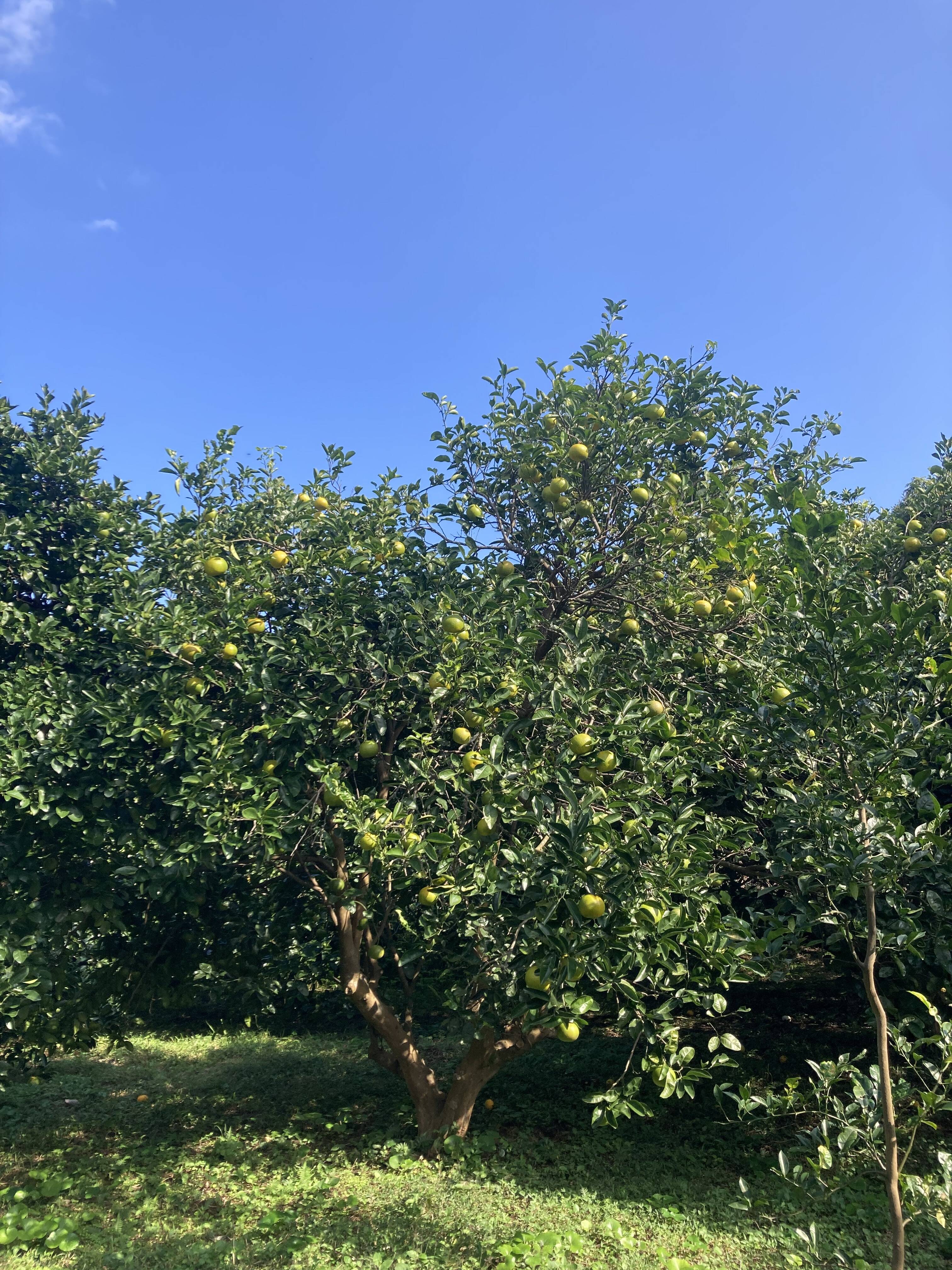 約9~10kg 自然栽培 八朔 はっさく 紅八朔 混載：鹿児島県産のみかん