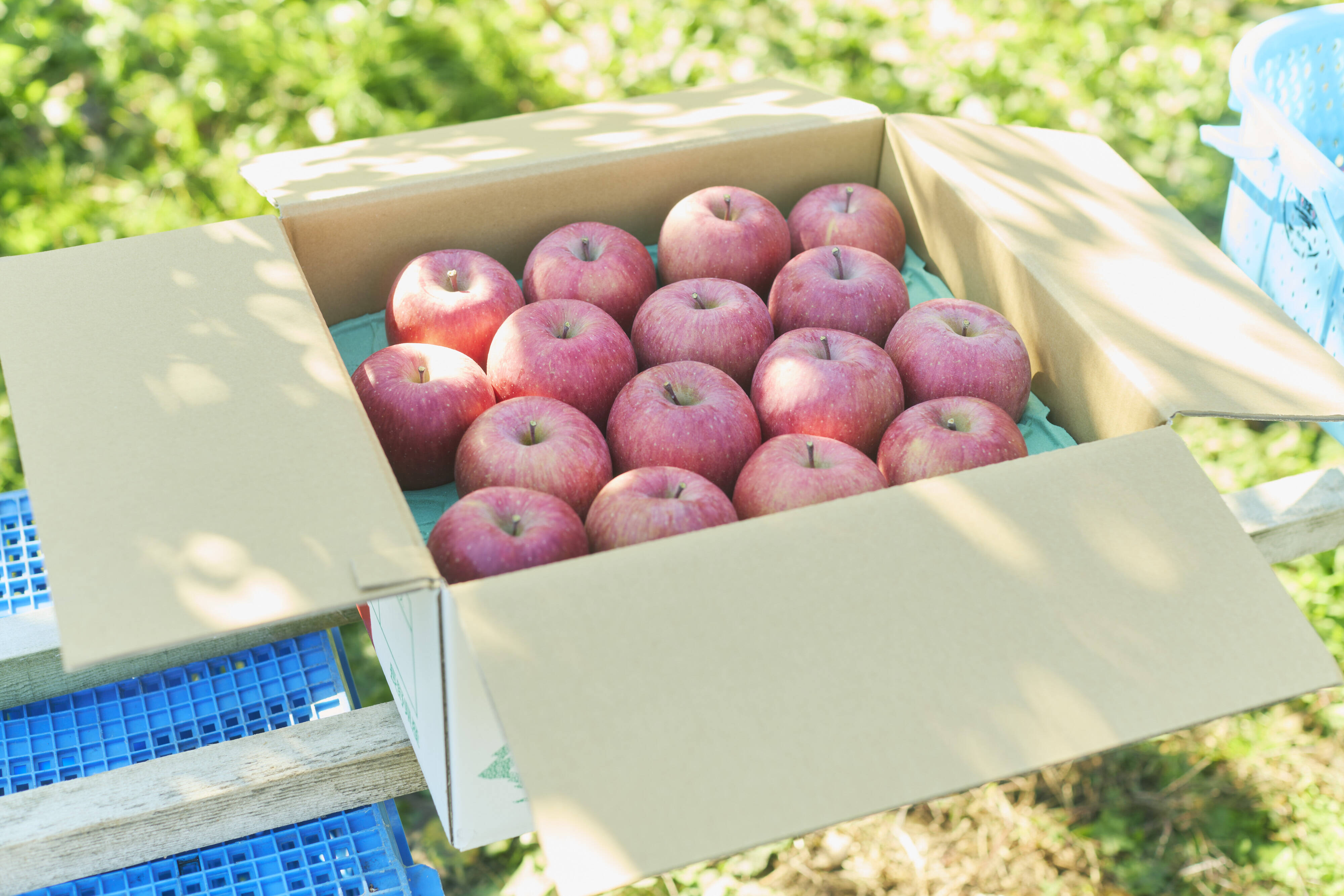 農薬半減達成】立科町産サンふじ🍎糖度15度以上！たっぷり果汁の高原