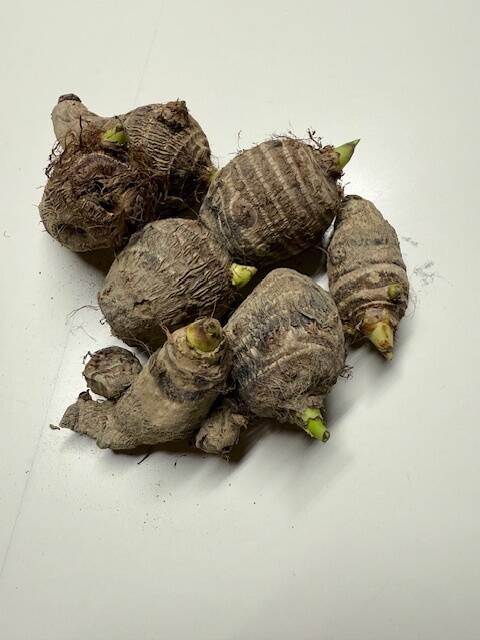 農薬・除草剤・化学肥料不使用 里芋 （超小粒）種芋用 さといも
