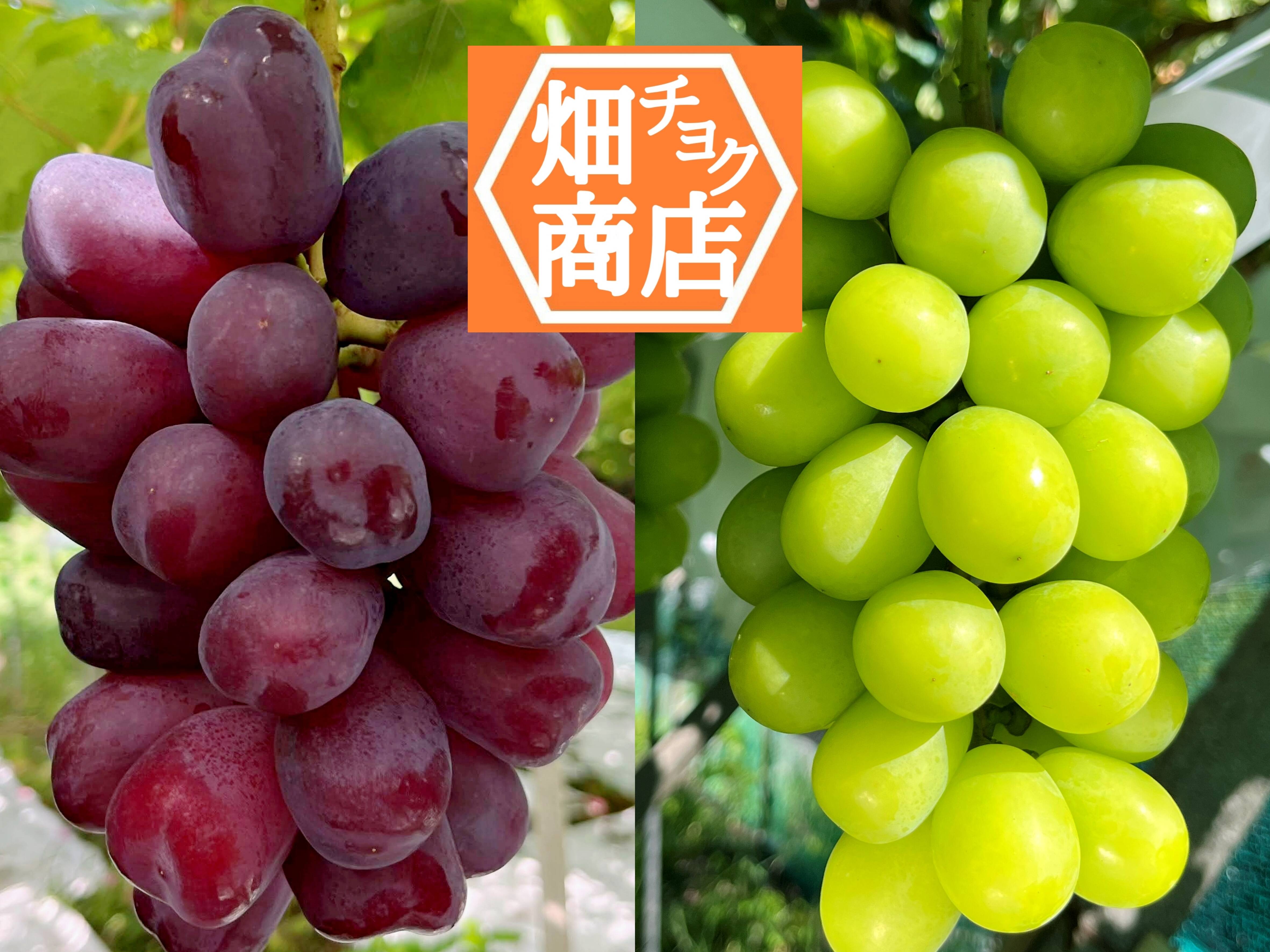 数量限定【山梨県笛吹市産】ぜいたく2品種セット 富士の輝＆シャイン