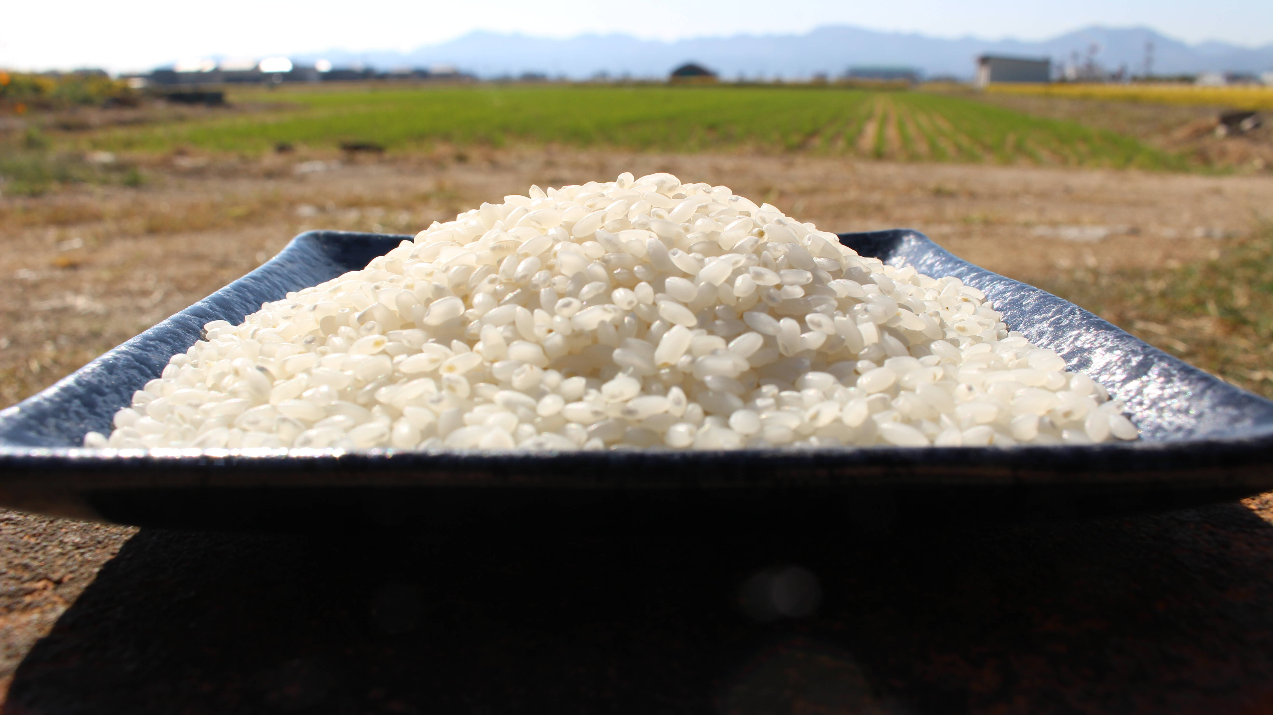 数量限定】低アミロースでもっちもち*令和6年産特別栽培米さと