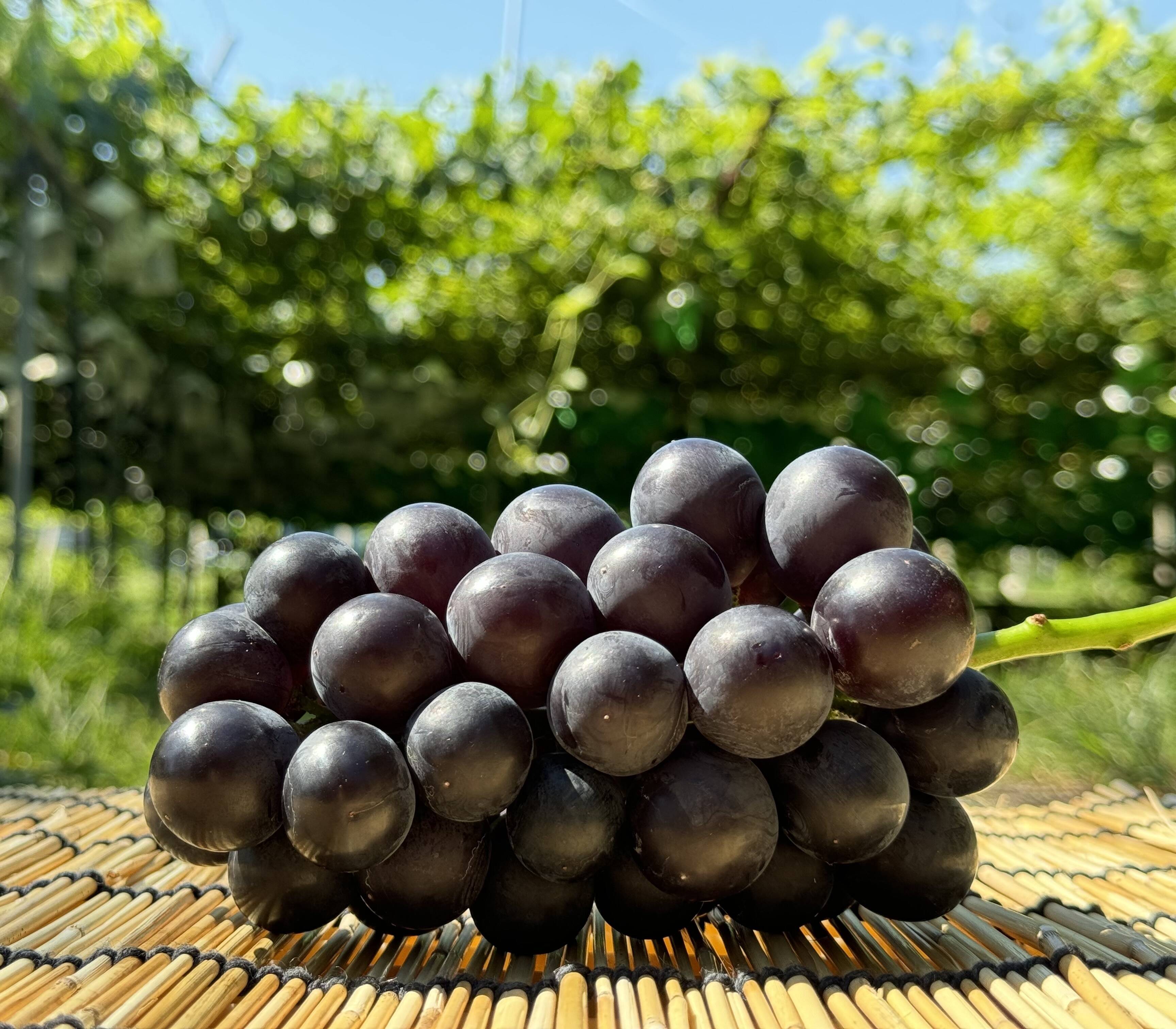 【クール便】ぶどう【ブラックビート】1kg〜1.2kg前後(2〜3房)山梨県産　 種なし