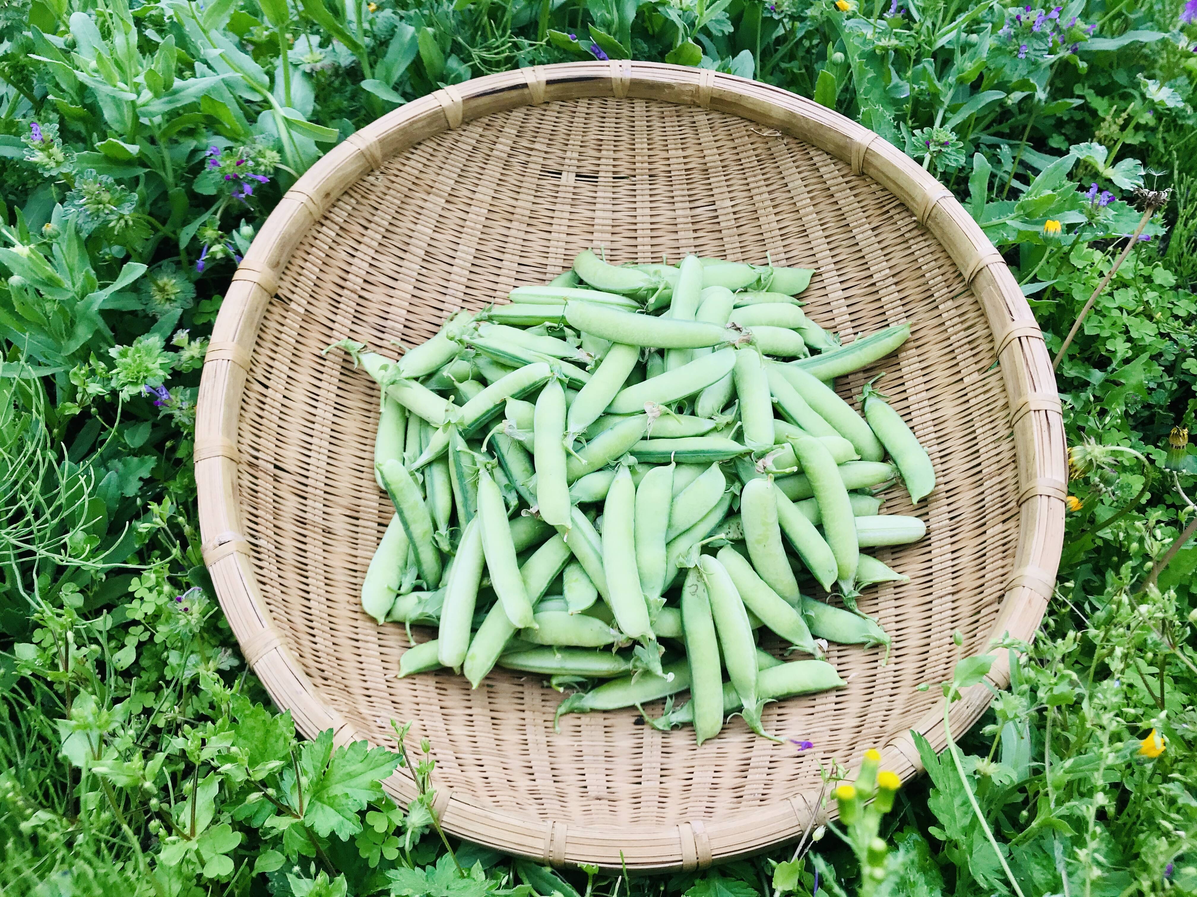 1日2組限定] 無農薬栽培のウスイエンドウ500g：兵庫県産の豆類｜食べ