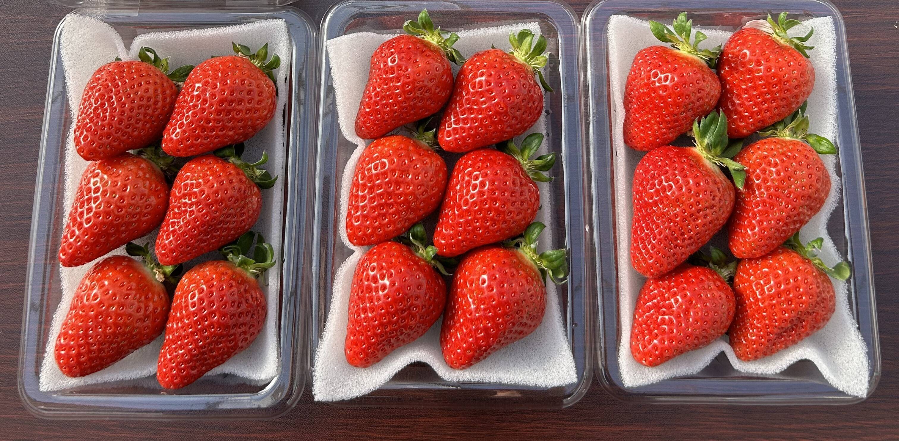 🍓イチゴ🍓家庭用🍓福岡県産🍓空中で真っ赤に実る🍓【あまおういちご