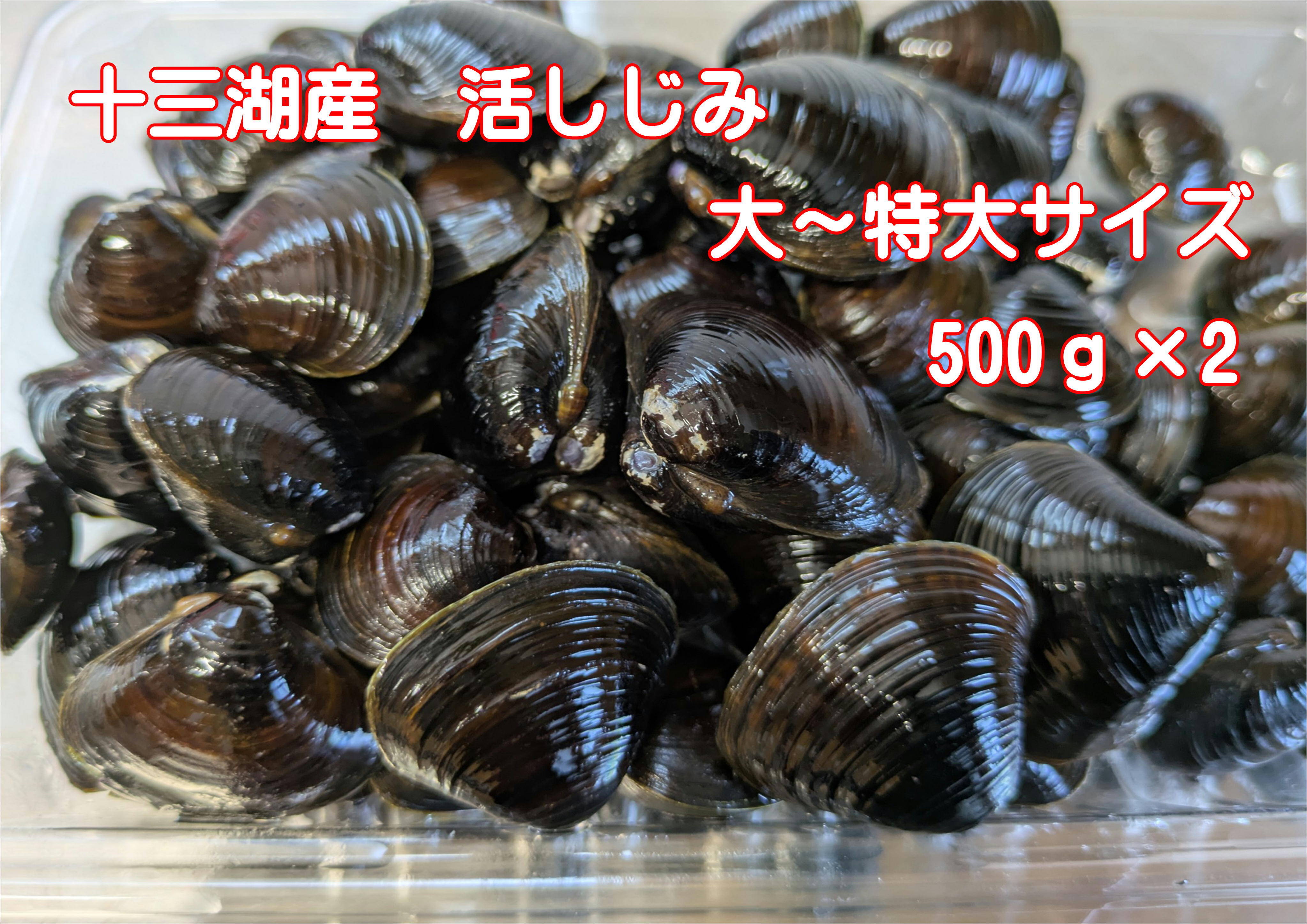 夏ギフト】『十三湖しじみの特別な一品！』十三湖産活しじみ（砂抜き