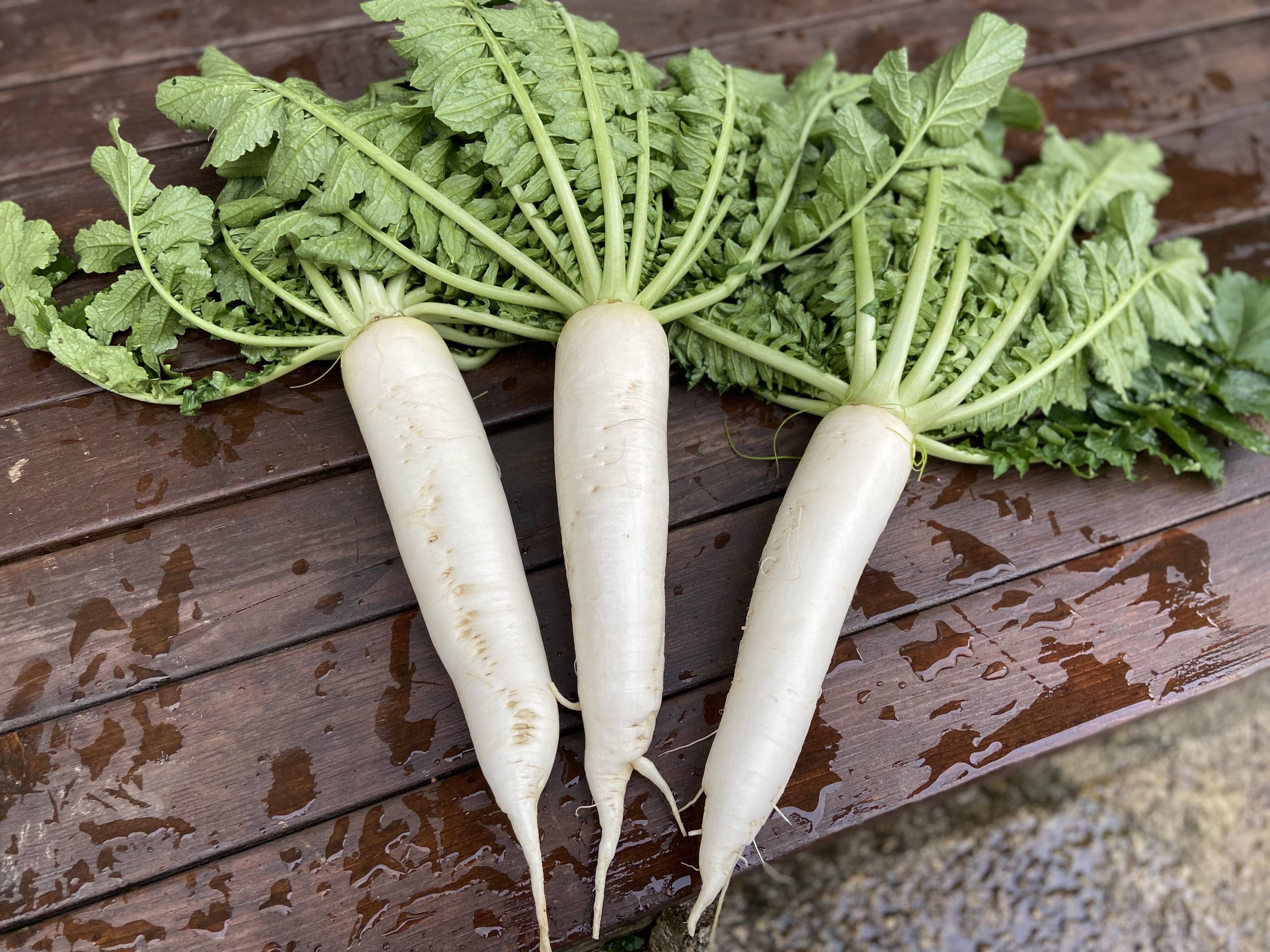 三州生姜 種生姜 千葉県産 農家直送 10 kg 農薬未使用 野菜