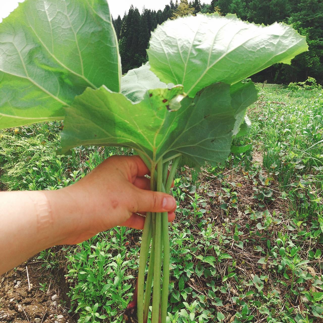 新潟十日町産】山ふき１５００ｇ（葉っぱなし）：新潟県産の野菜｜食べ