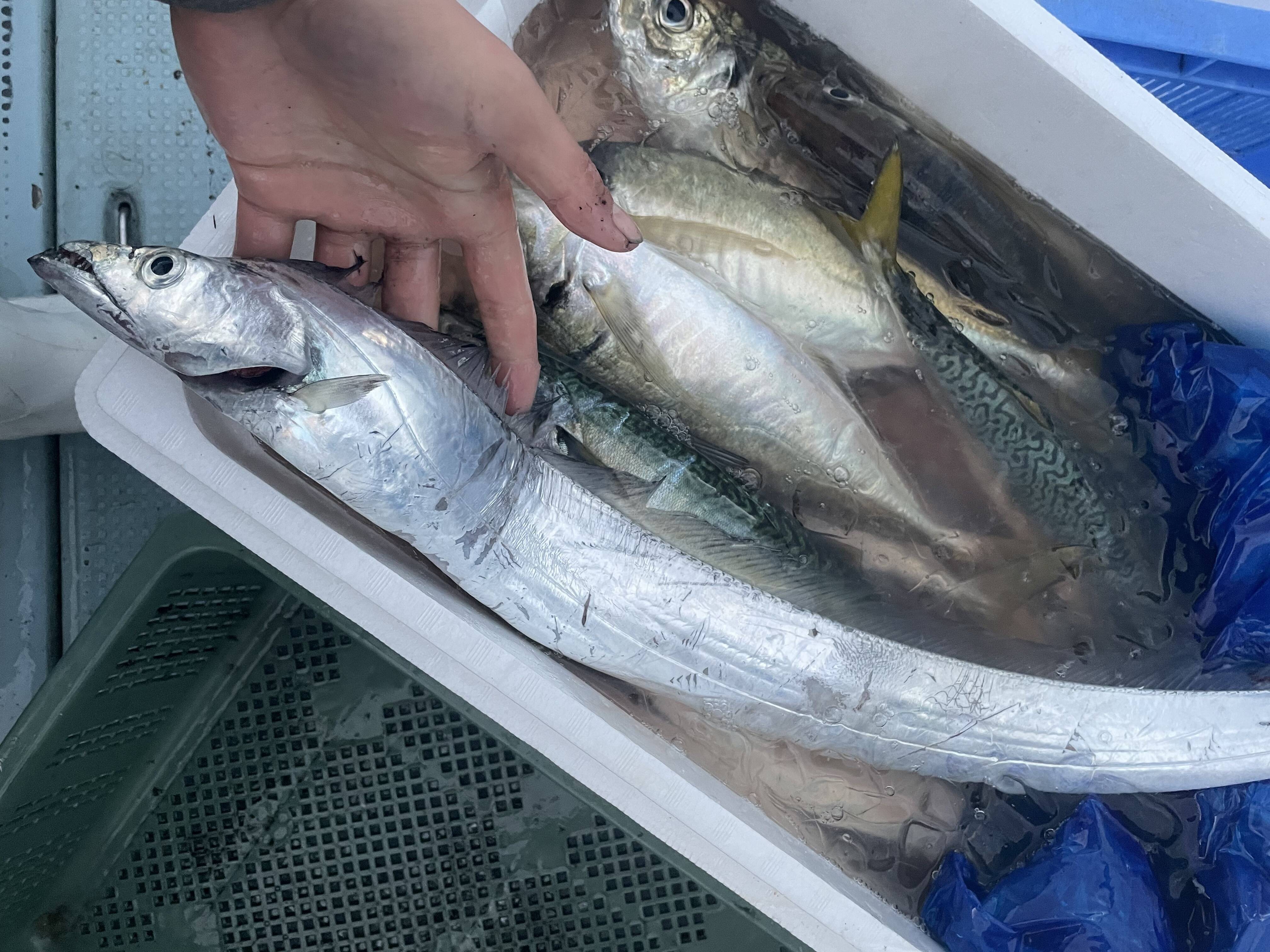 朝獲れ タチウオ 1kg詰め合わせ 大阪府産の魚介類 食べチョク 産地直送 産直 お取り寄せ通販 農家 漁師から旬の食材を直送