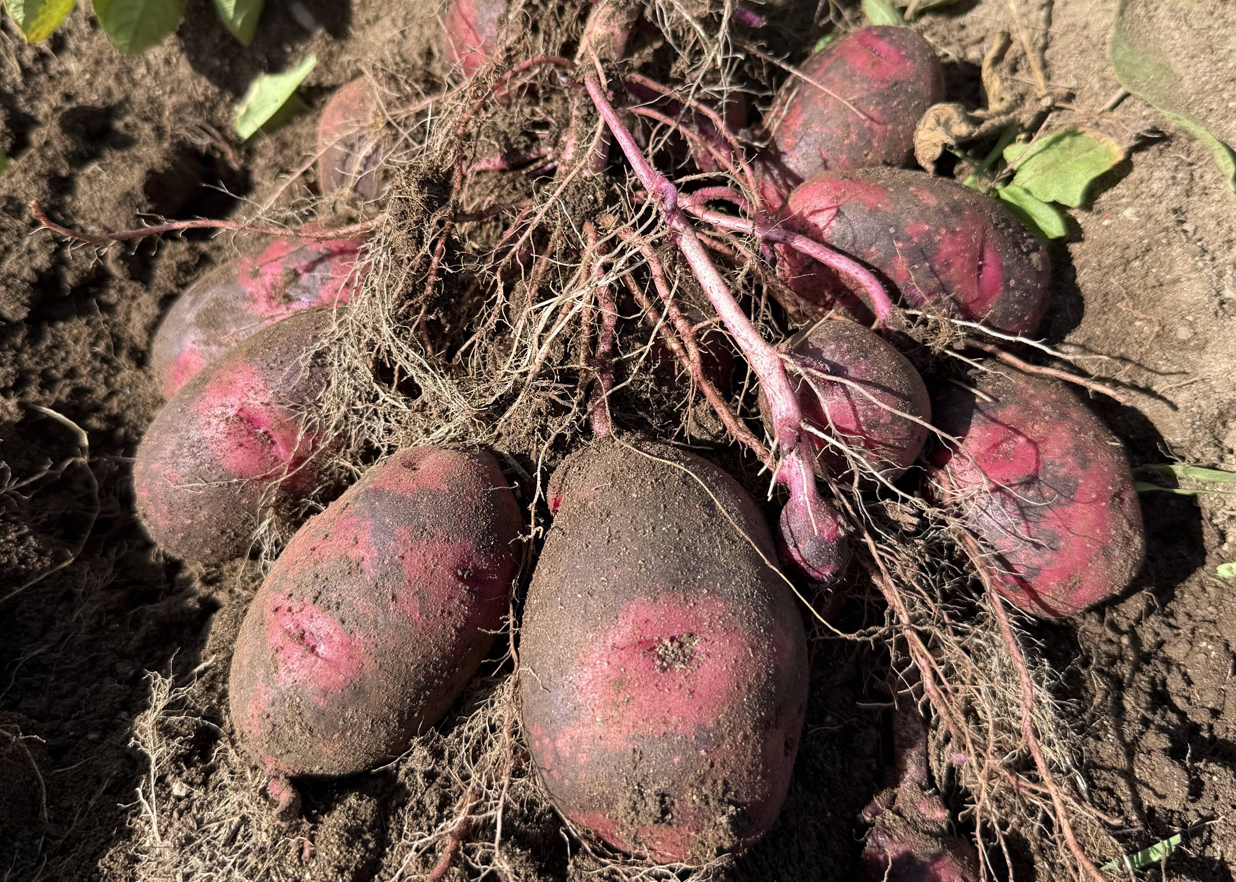 濃厚な甘みとコク～ 北海道発自然栽培デストロイヤー 約2kg（S～L混み