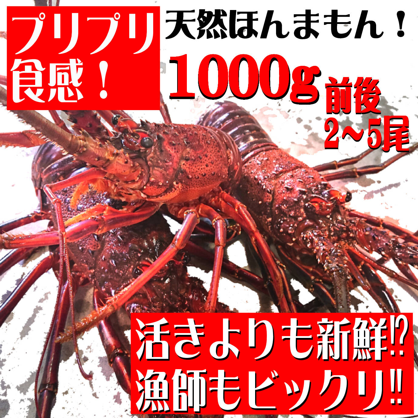 冬ギフト】扱いやすい！活〆伊勢海老1000g!（2～4尾） 活〆伊勢海老