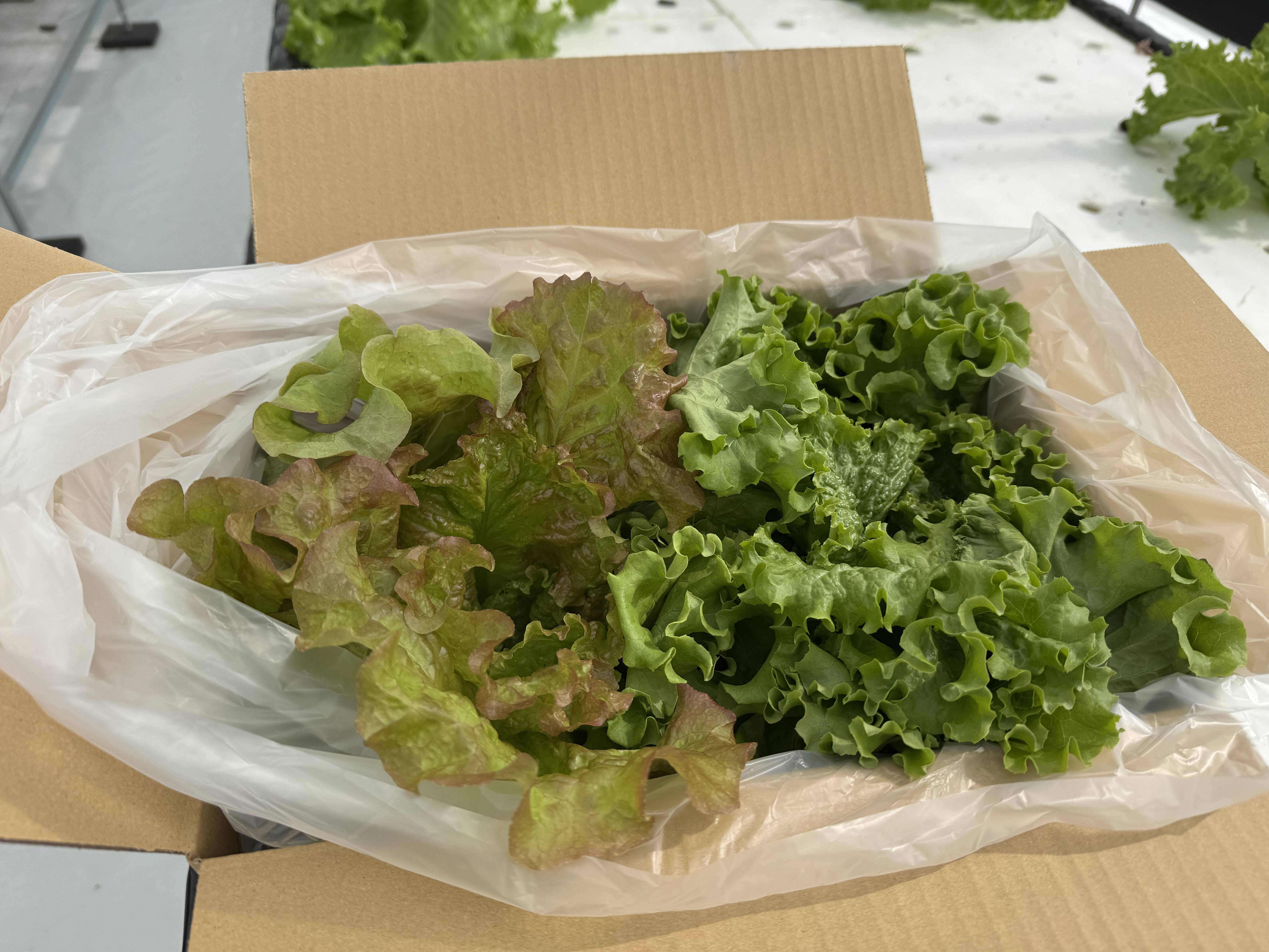 えぐみが少なく美味しい！究極のスペシャリティ野菜 リーフレタス