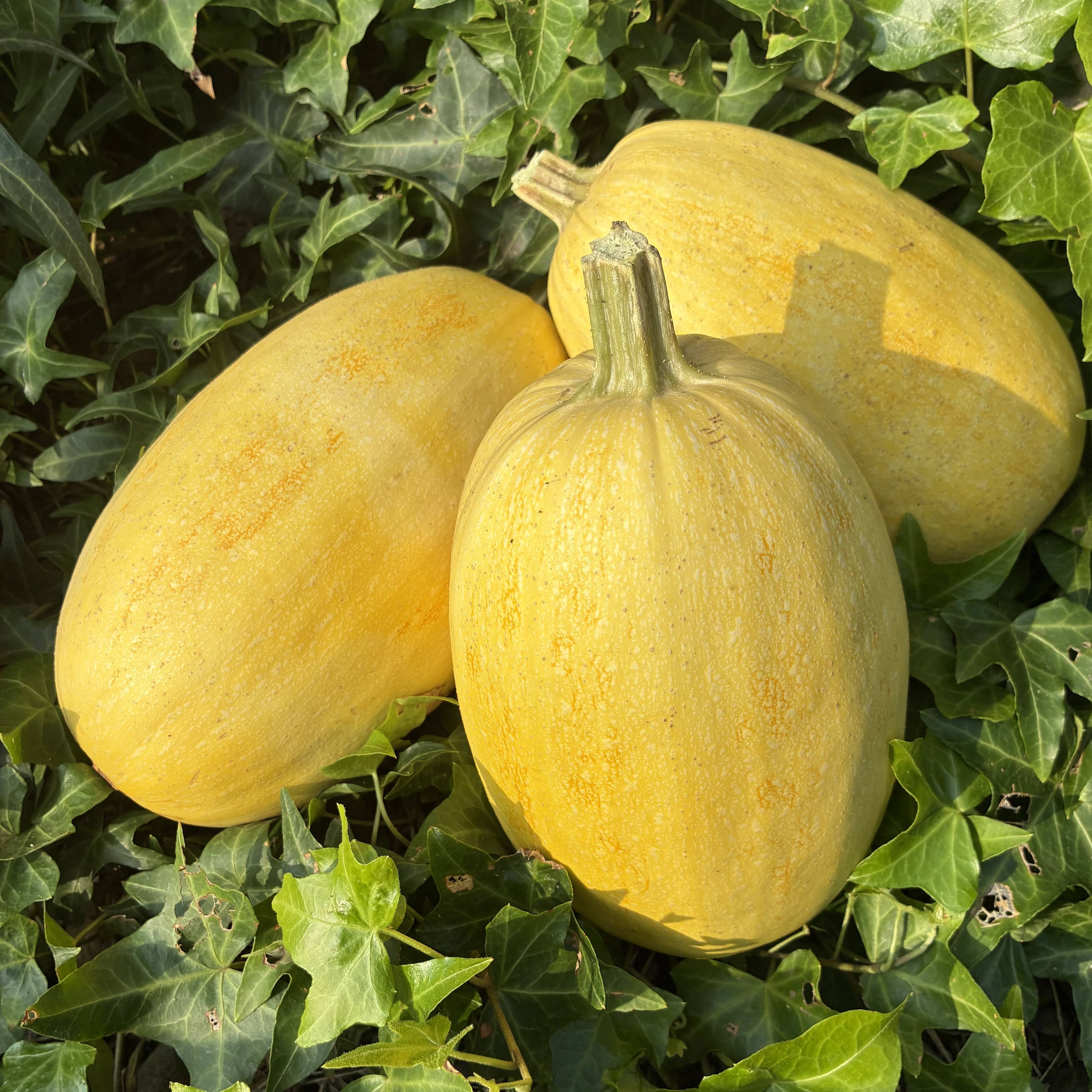 夏のスタミナに＊そうめんかぼちゃ(金糸瓜)＊固定種＊3玉(3kg以上