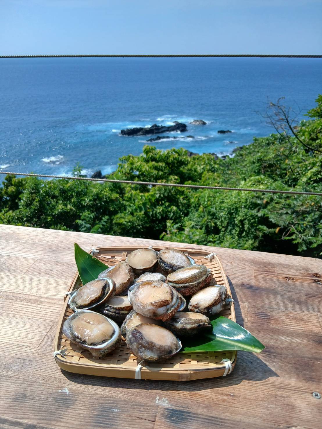 限定3セット】屋久島産 天然磯貝 500g｜採れたて急速冷凍・刺身でも