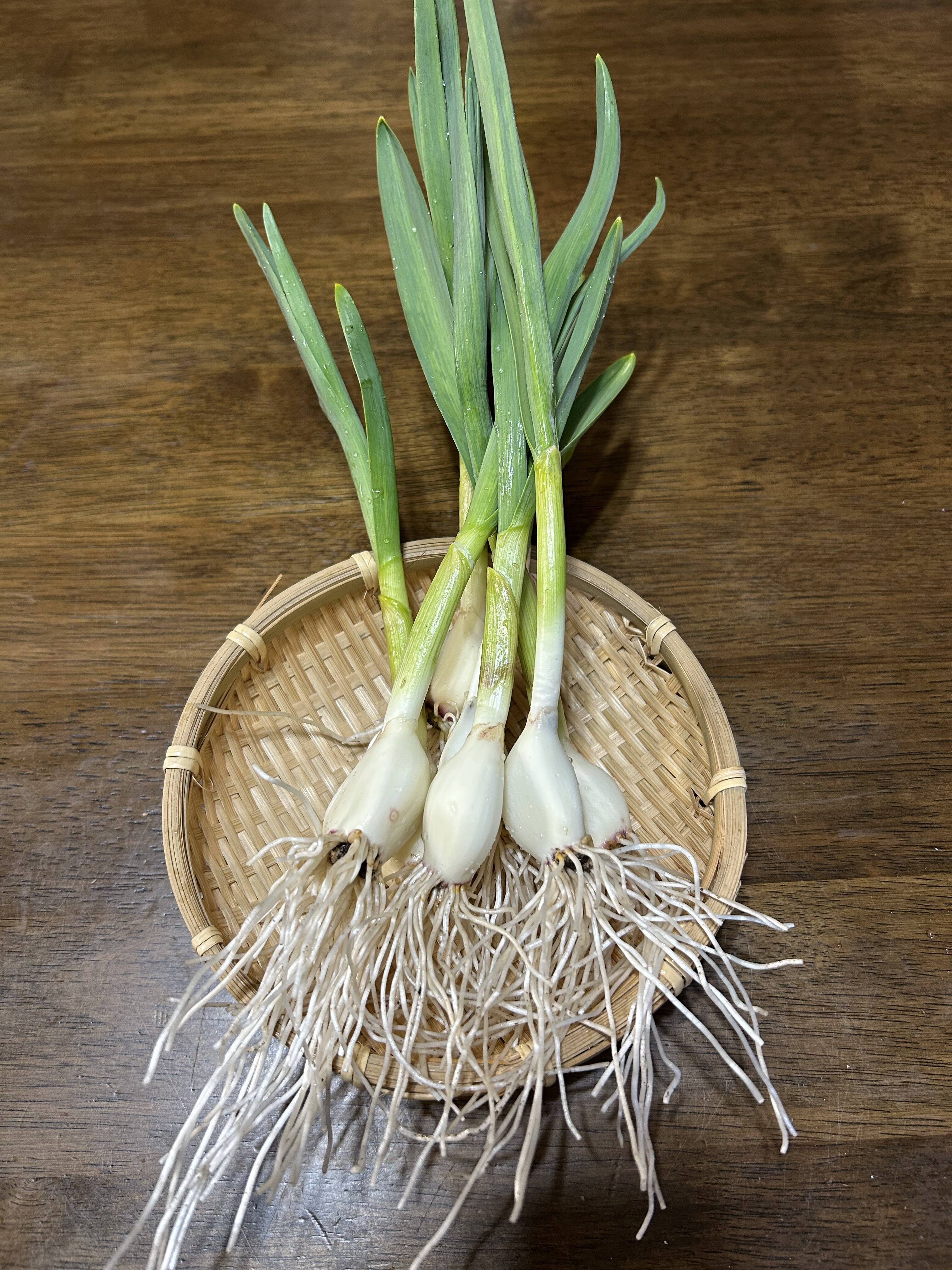 栄養満点！発芽にんにく30本【岐阜県郡上市産】：岐阜県産のその他