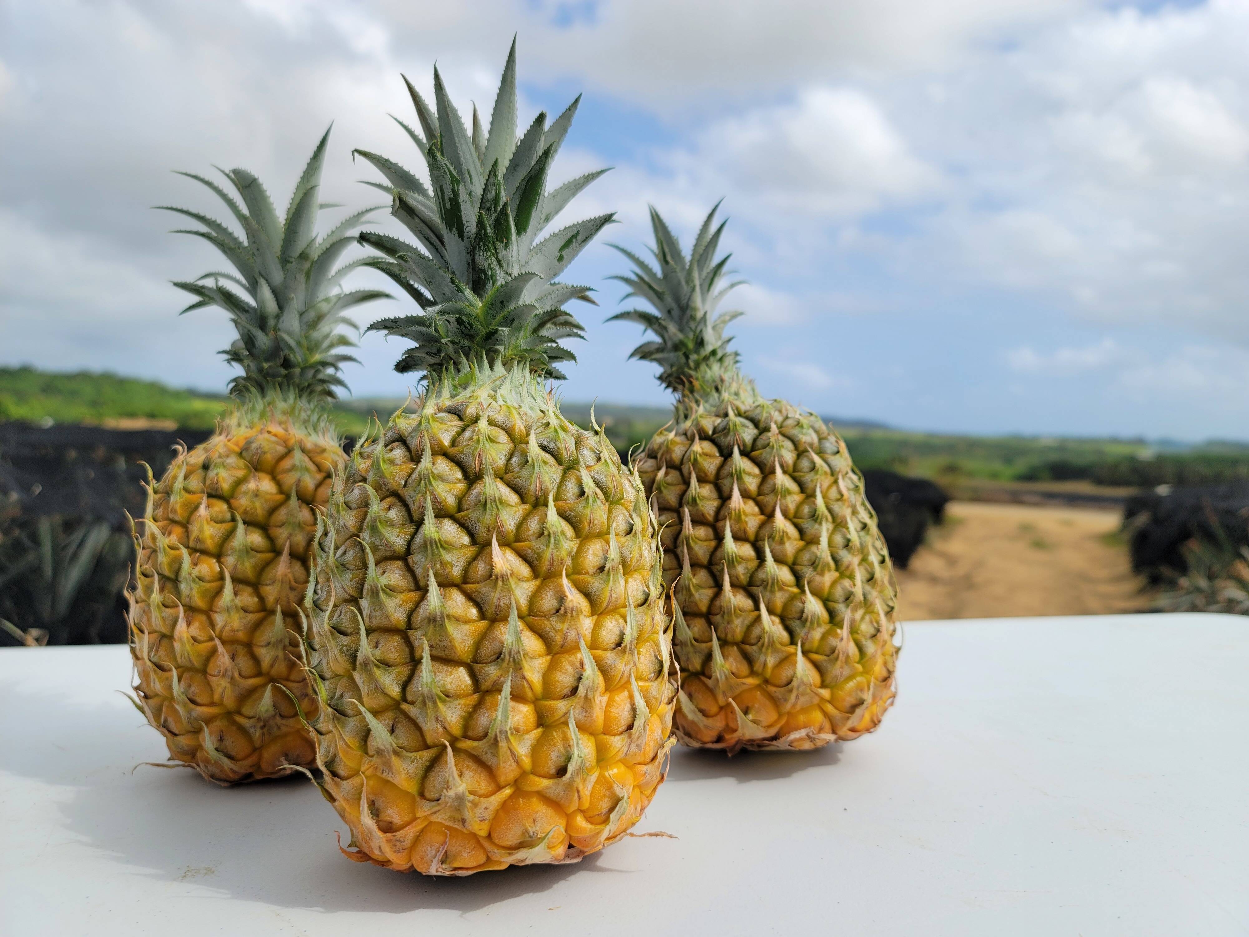 沖縄県石垣島産　島パイン（ハワイ種）約10キロ  パイナップル