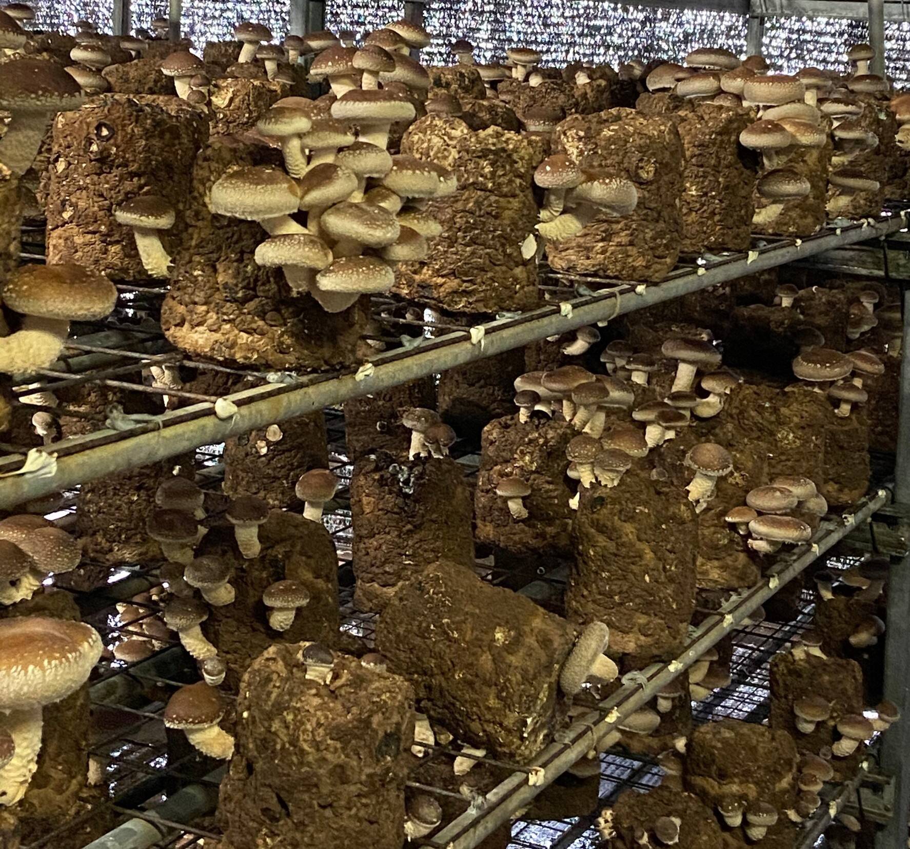 豊あぐりへのレビュー・商品：愛知県｜食べチョク｜産地直送(産直)お