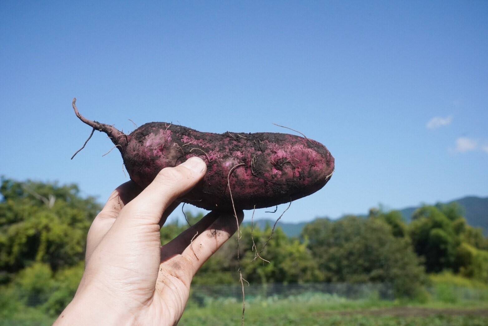 パープルスイートロード紫芋苗500本15発送 パープルスイートロード紫芋苗500本 野菜