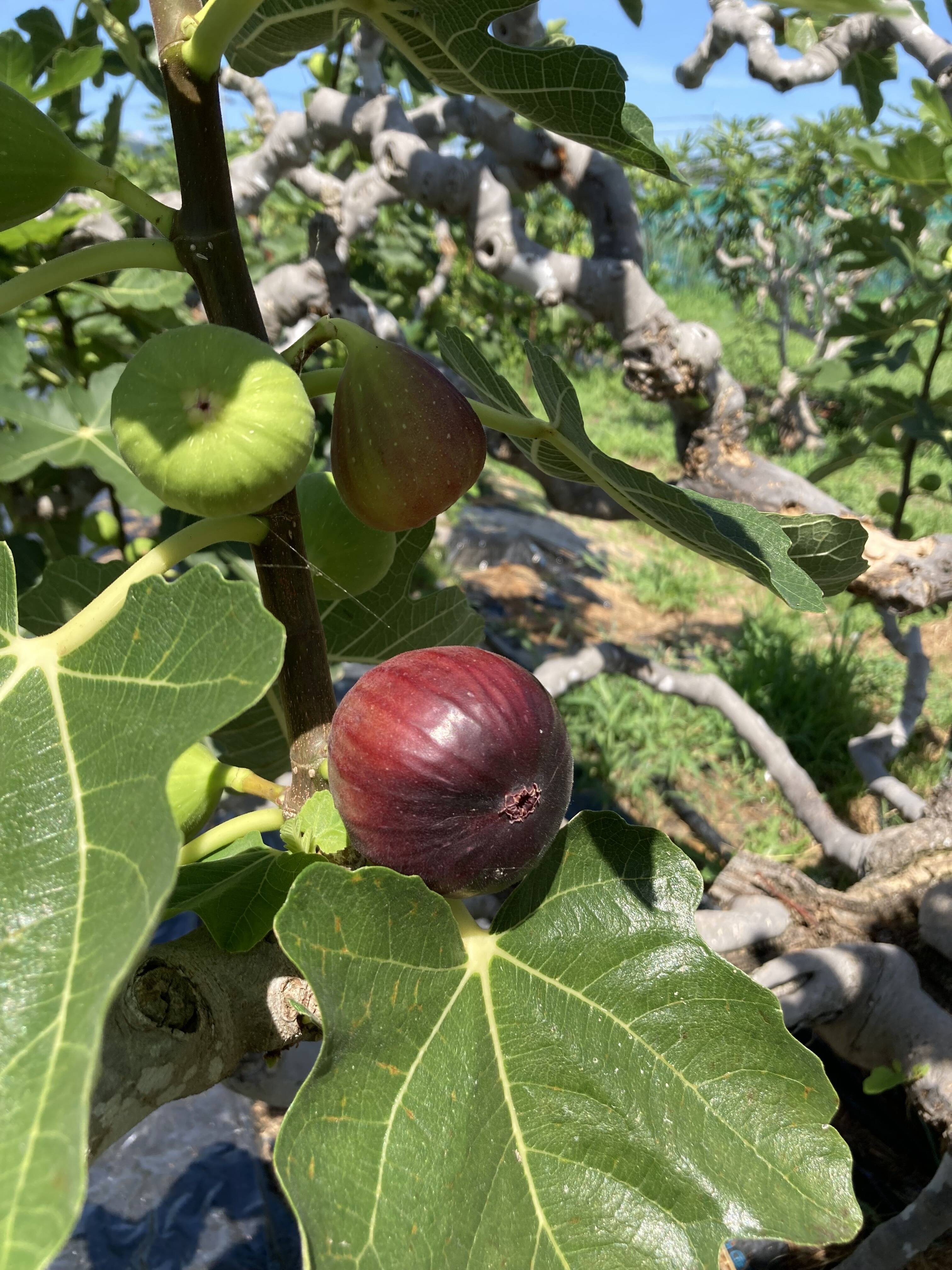 いちじく 絶品 生いちじく（桝井ドーフィン）＆幻の黒いちじく ブラック