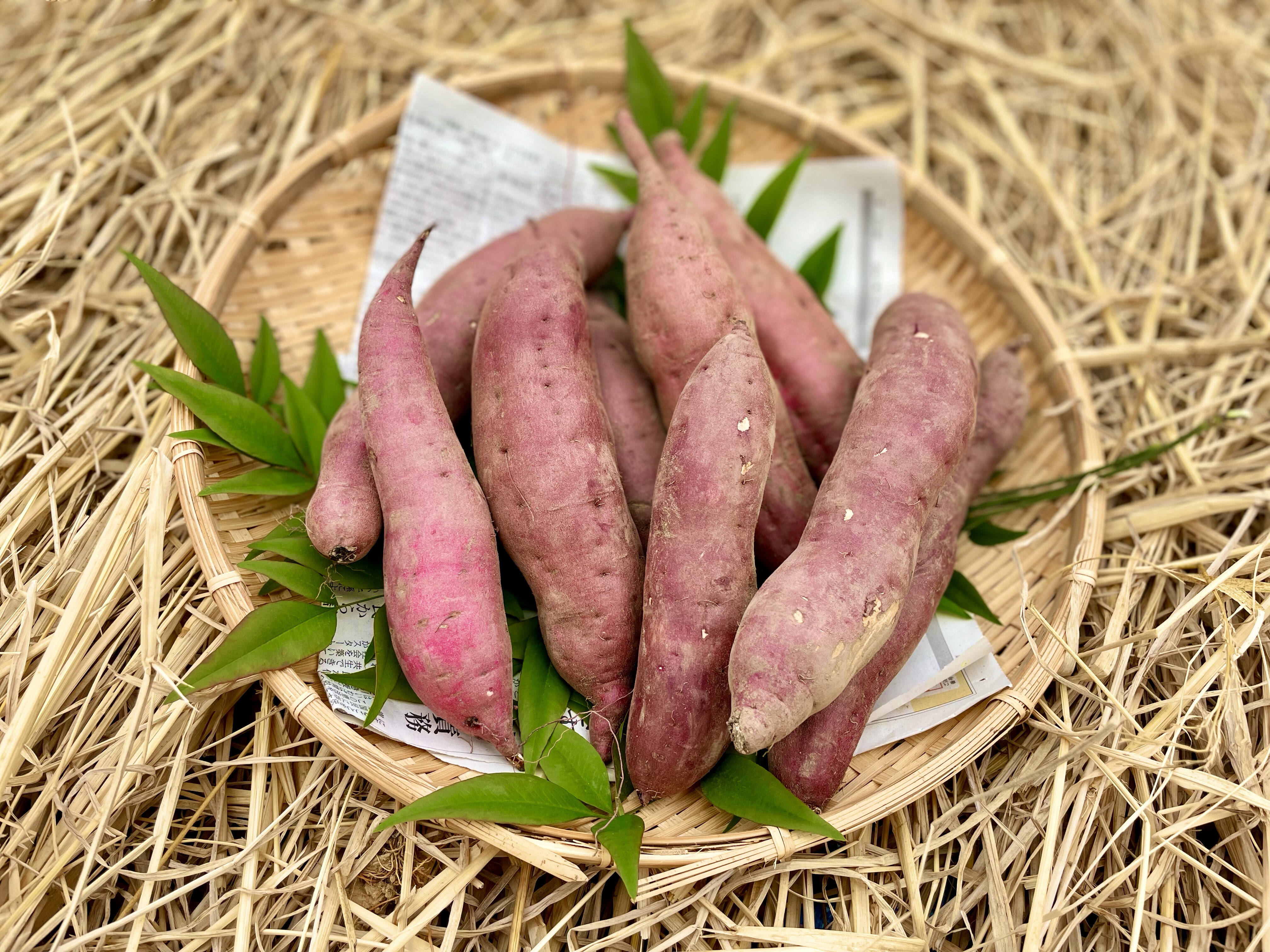 ホクホク！しあわせの味。サツマイモ 3kg（紅はるか）：山口県産の野菜