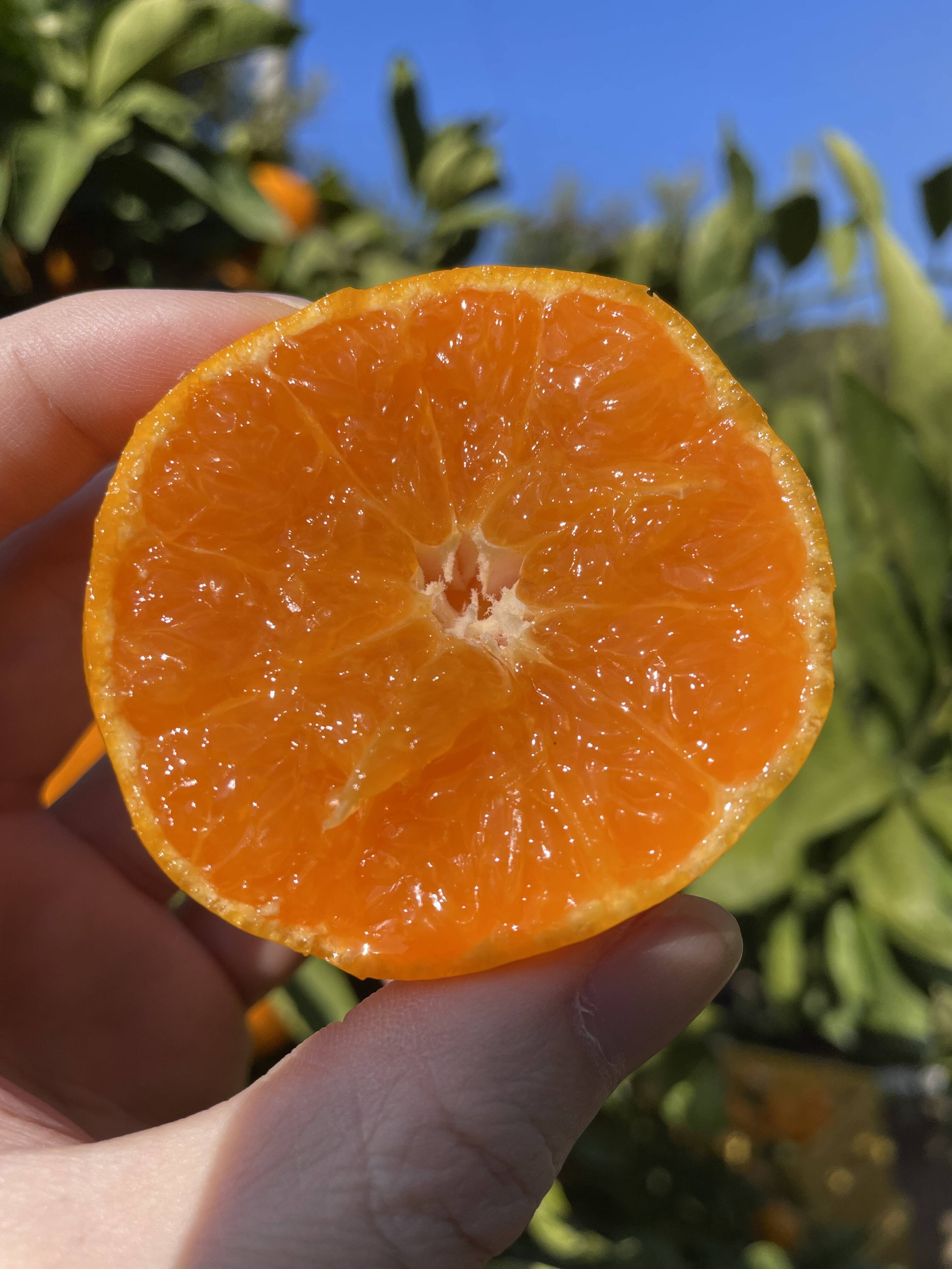 本場・下津蔵出しみかん】土壁蔵で木箱仕込みし寝かせた熟成みかん