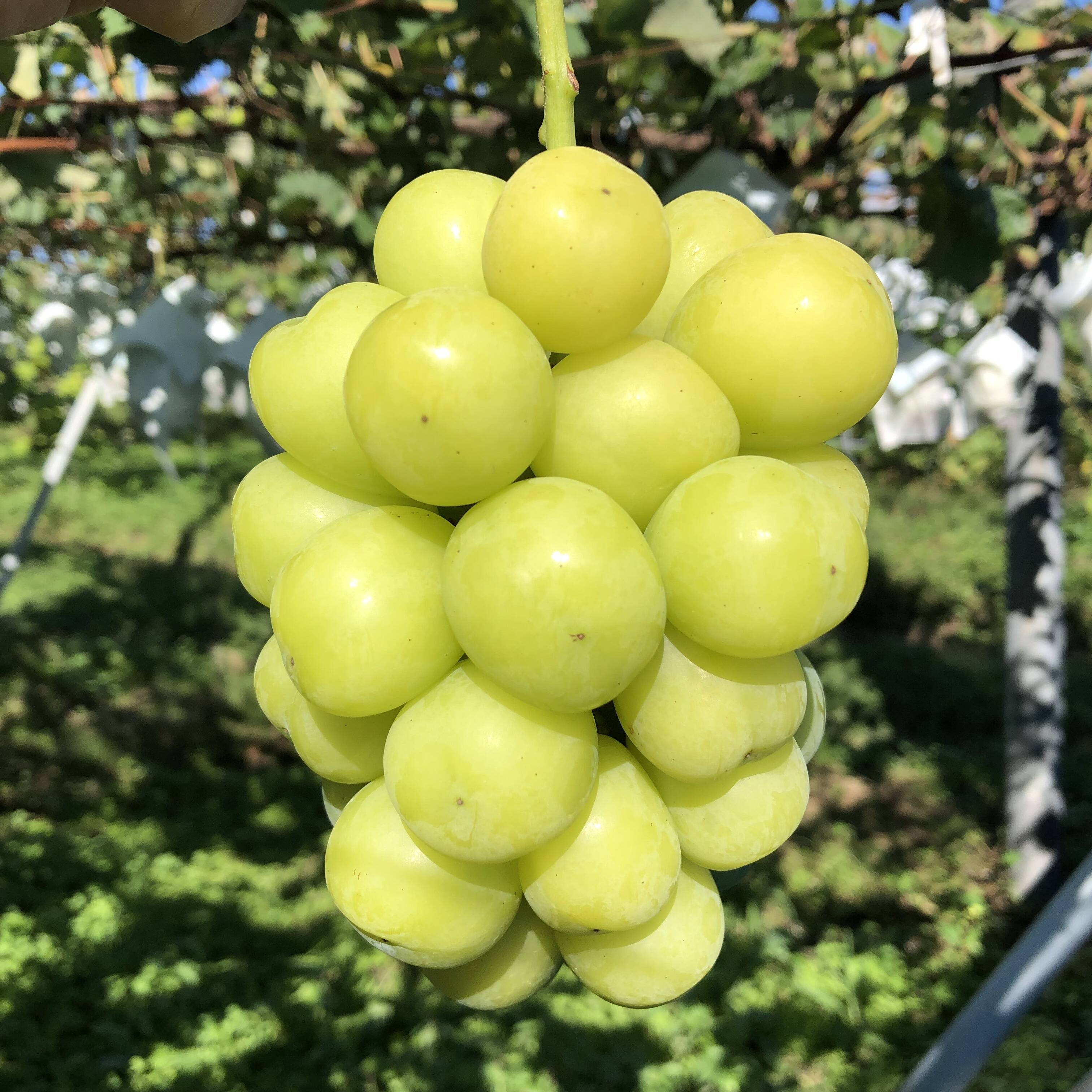 展伸園の朝採れデッカいシャインマスカット1房(600g以上)：長野県産の